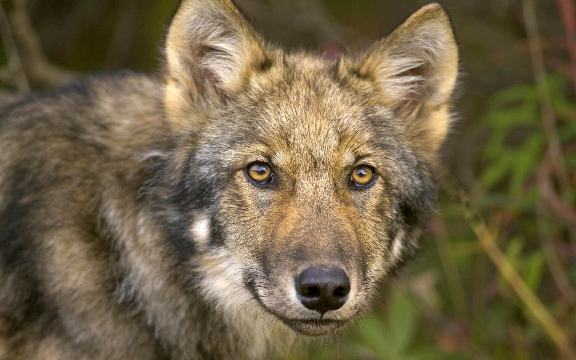 wolf, animals, forest, muzzle, sight, opinion, hunting, hunt