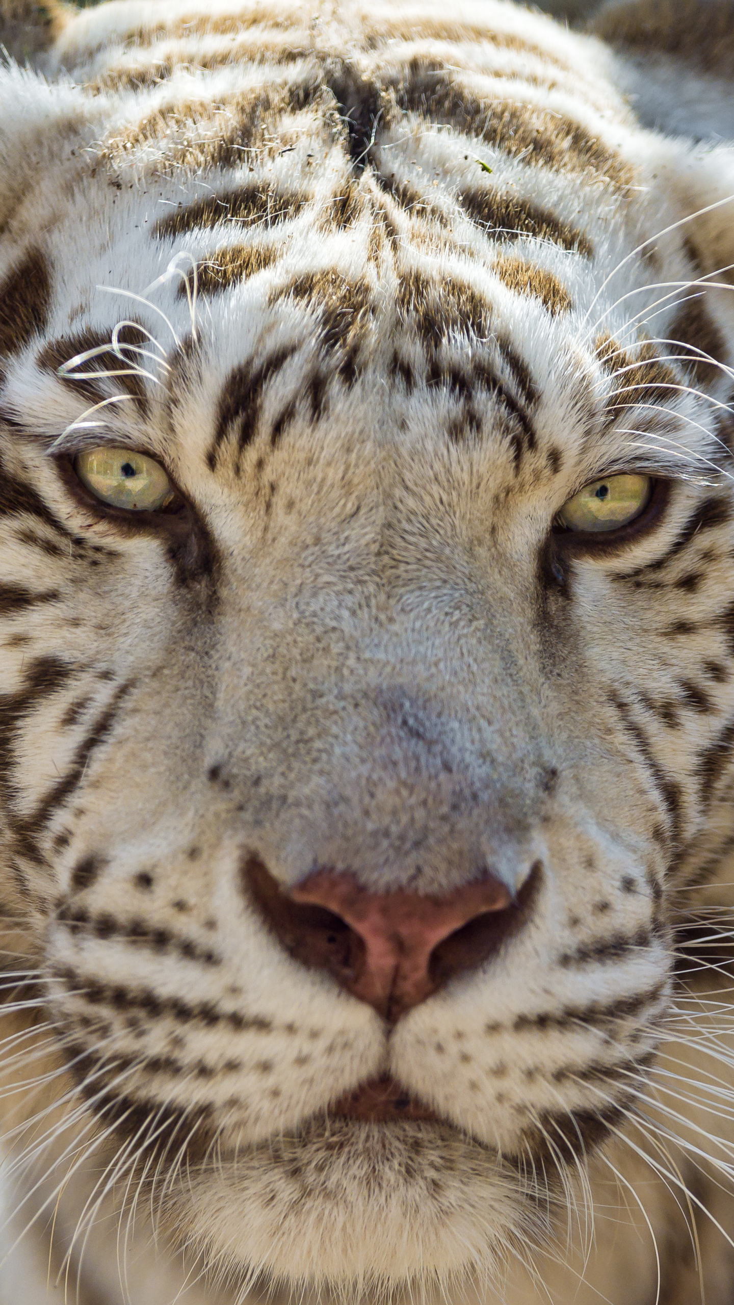 Baixar papel de parede para celular de Animais, Gatos, Fechar Se, Tigre Branco gratuito.