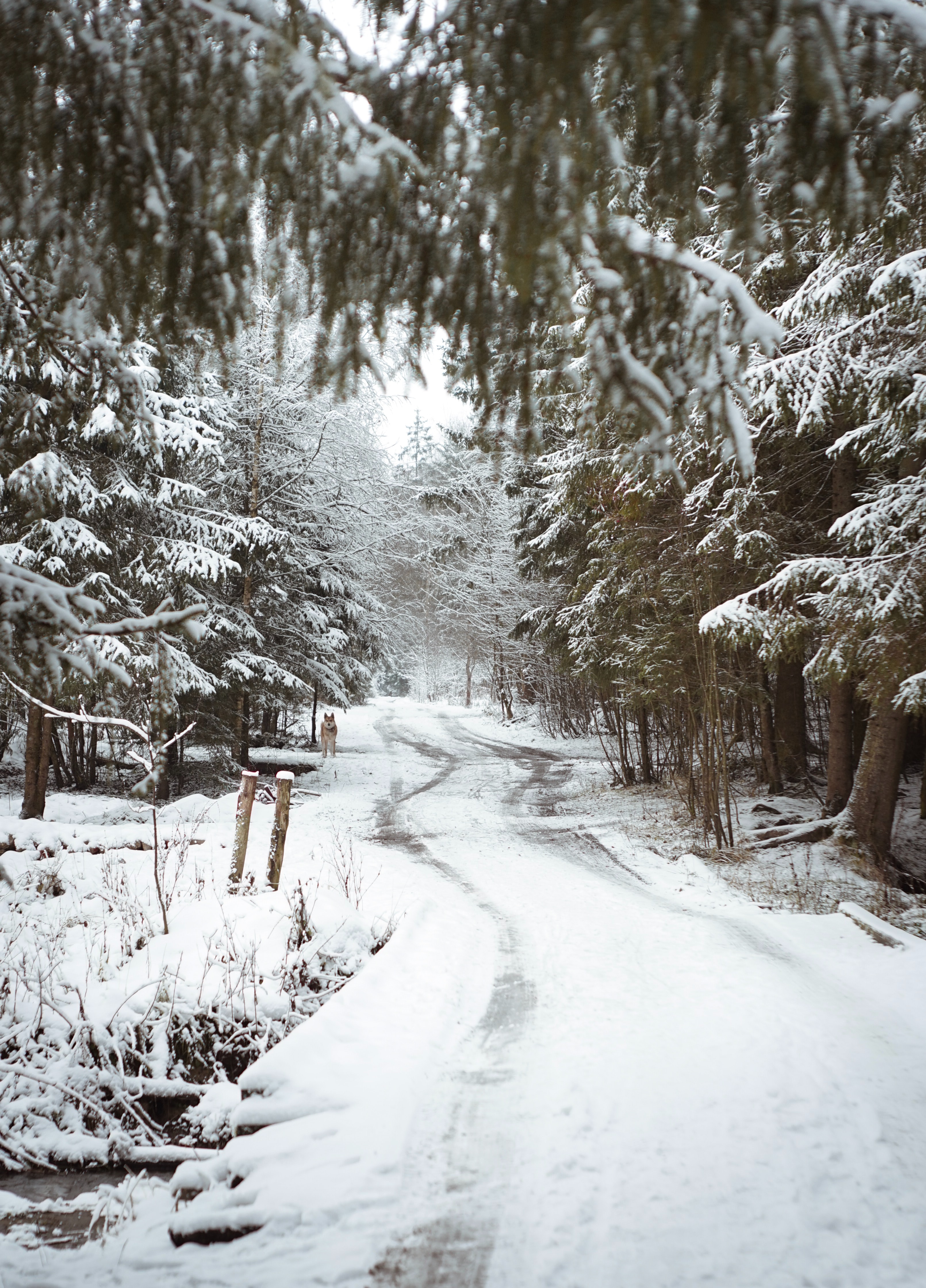Laden Sie das Natur, Bäume, Straße, Hund, Schnee, Winter-Bild kostenlos auf Ihren PC-Desktop herunter