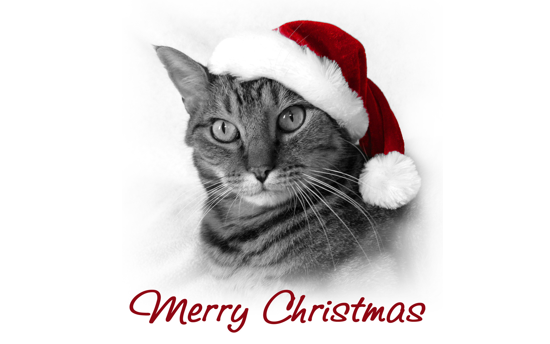 Free download wallpaper Animals, Holidays, Cats, New Year, Christmas Xmas on your PC desktop