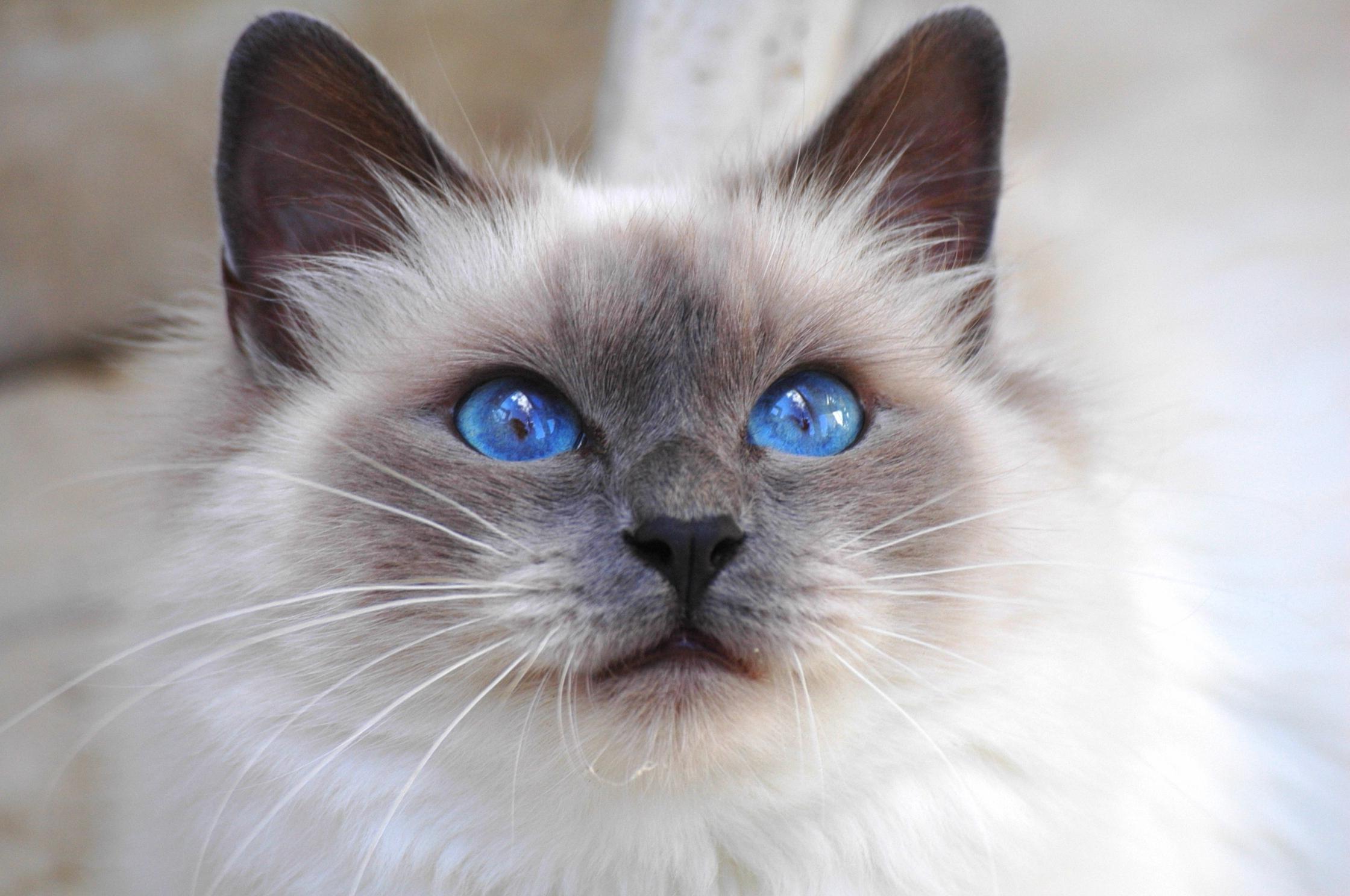 cats, animal, cat, blue eyes, eye, face, fluffy, gray Image for desktop