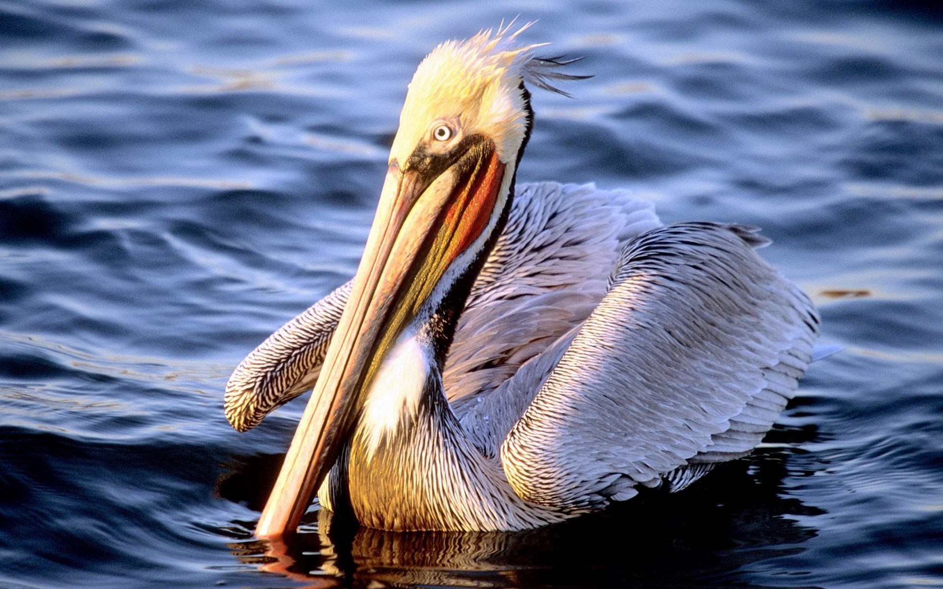 Download mobile wallpaper Pelican, Birds, Animal for free.