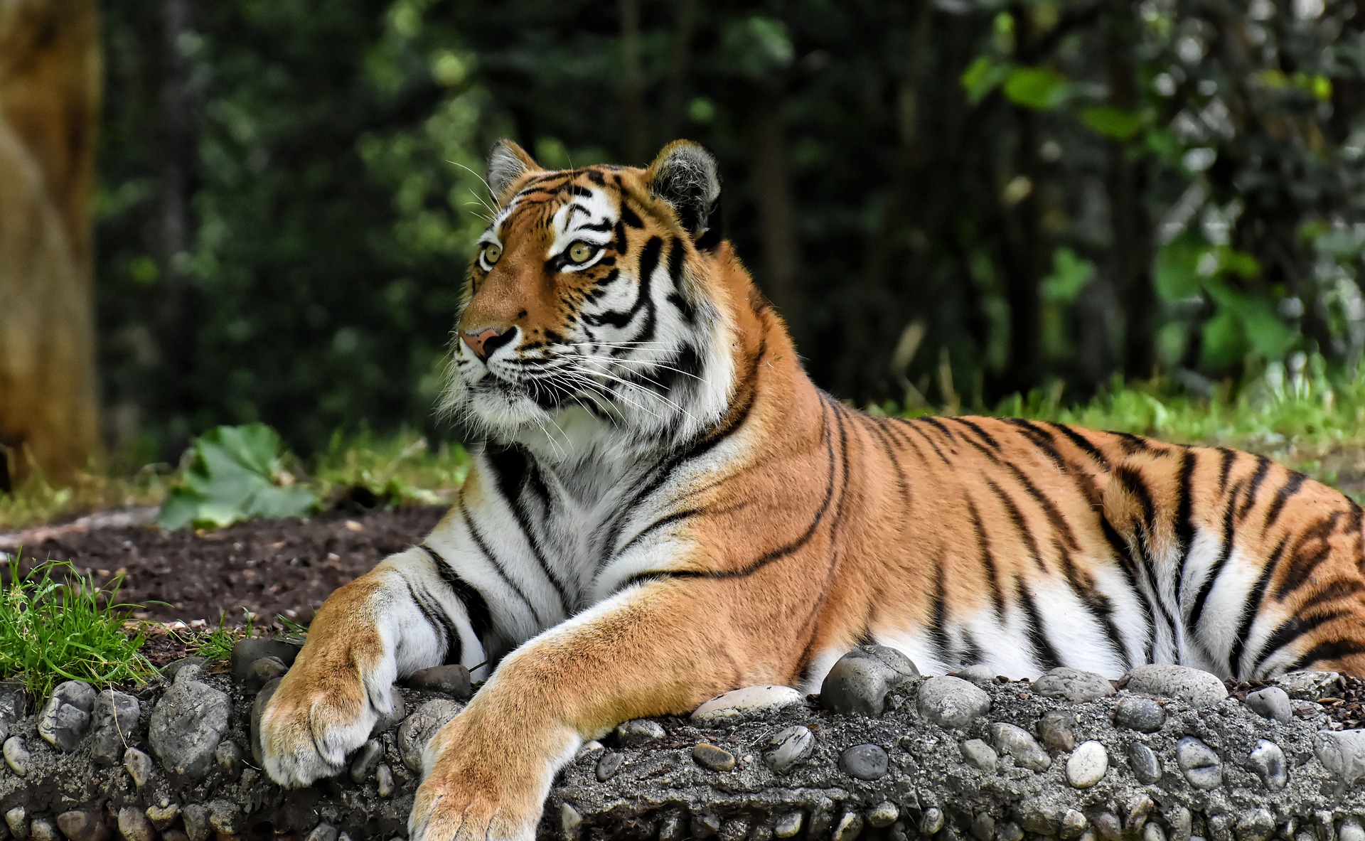 Handy-Wallpaper Tiere, Katzen, Tiger, Zoo, Ausruhen kostenlos herunterladen.