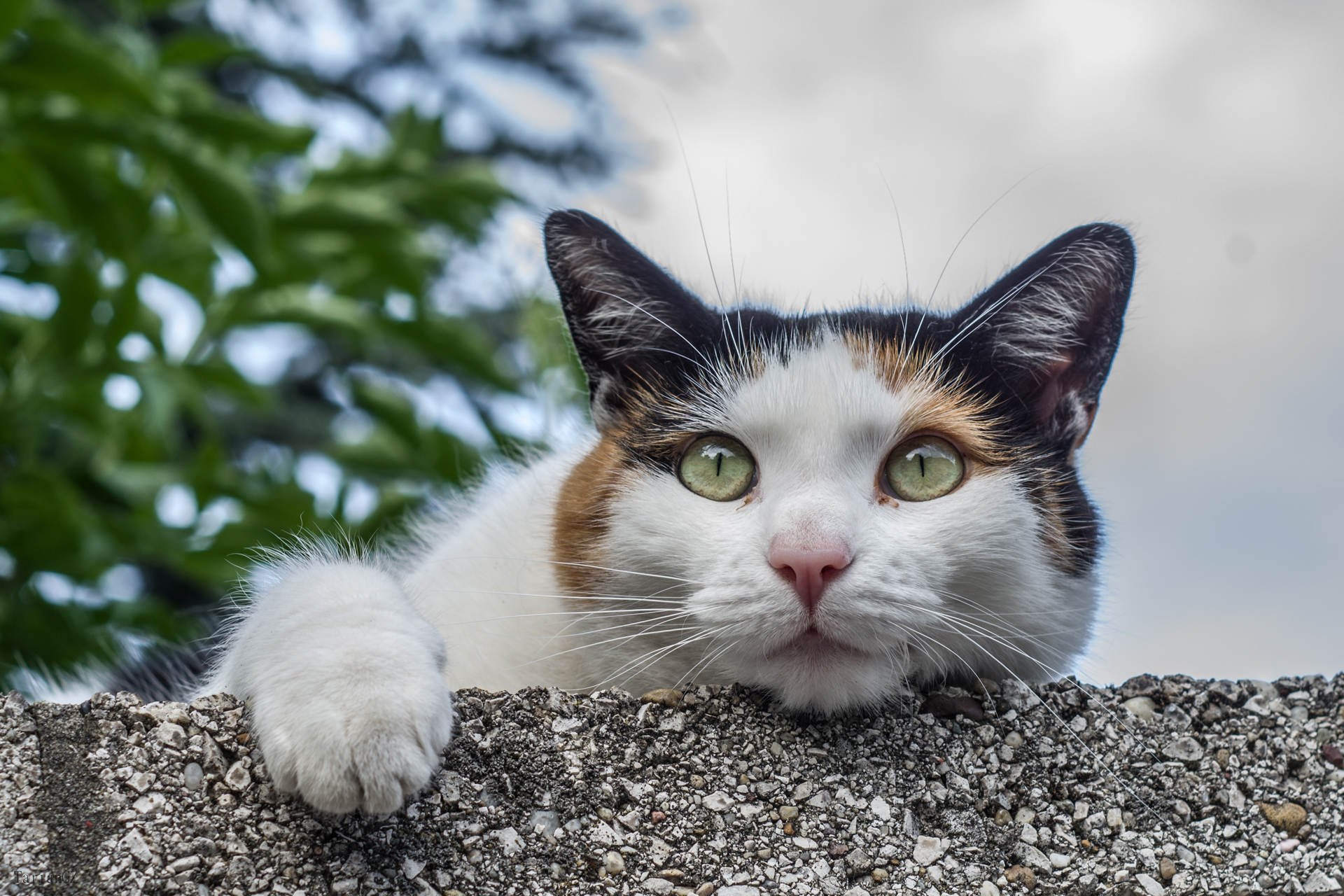 Baixar papel de parede para celular de Animais, Gatos, Gato, Olhar Fixamente gratuito.