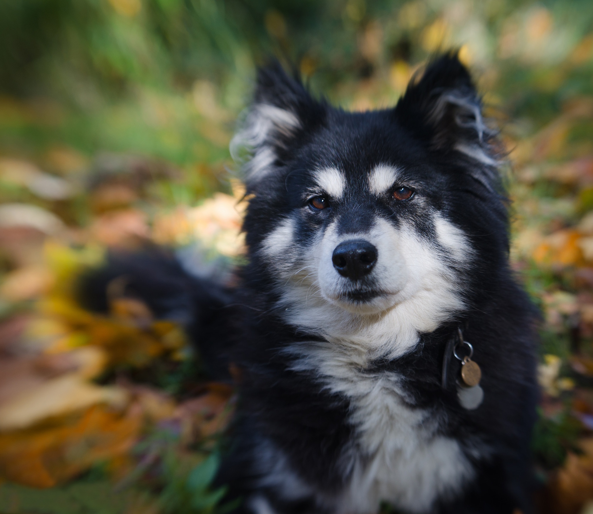 493933 Bildschirmschoner und Hintergrundbilder Finnischer Lapphund auf Ihrem Telefon. Laden Sie  Bilder kostenlos herunter