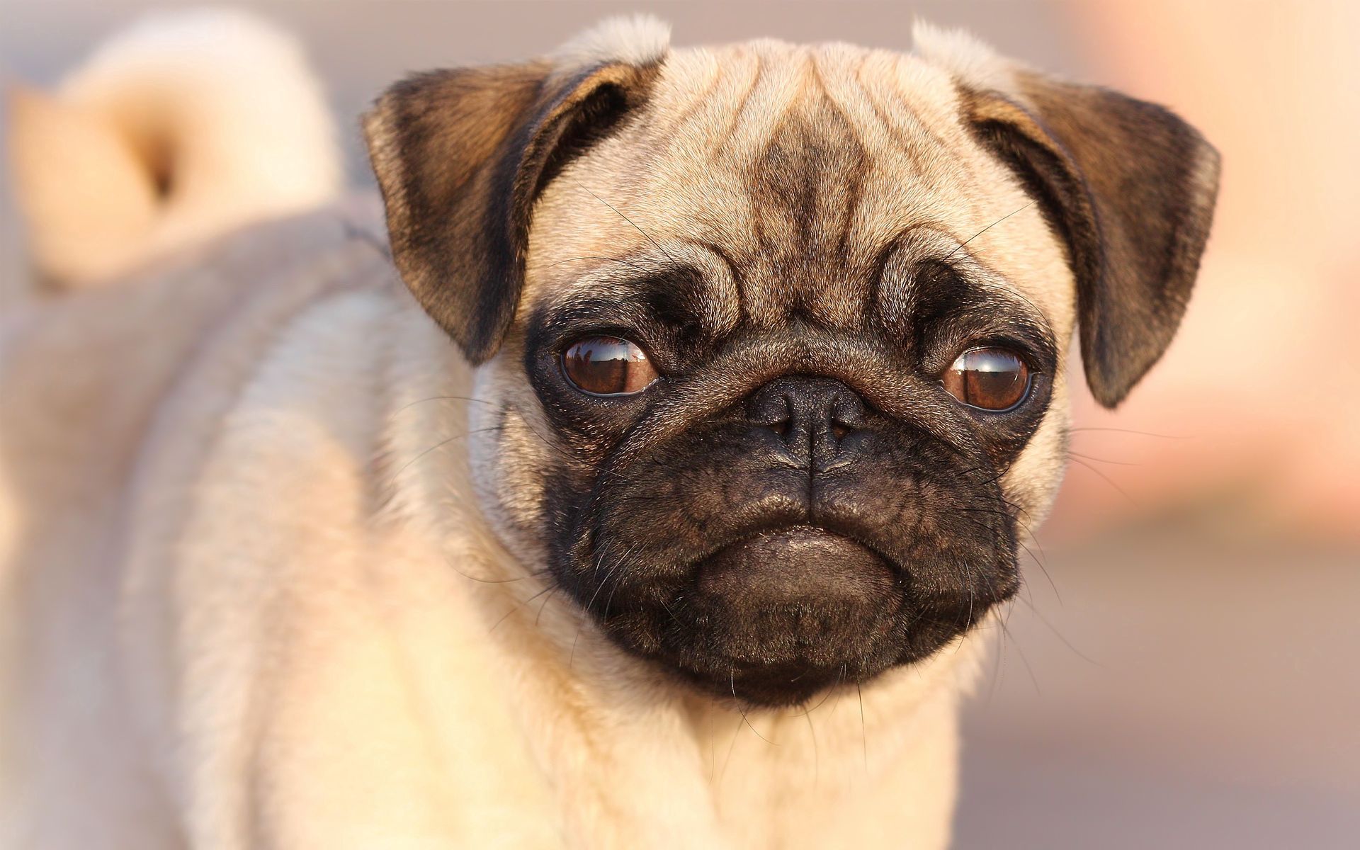 Free download wallpaper Animals, Muzzle, Sight, Opinion, Puppy, Pug, Dog on your PC desktop
