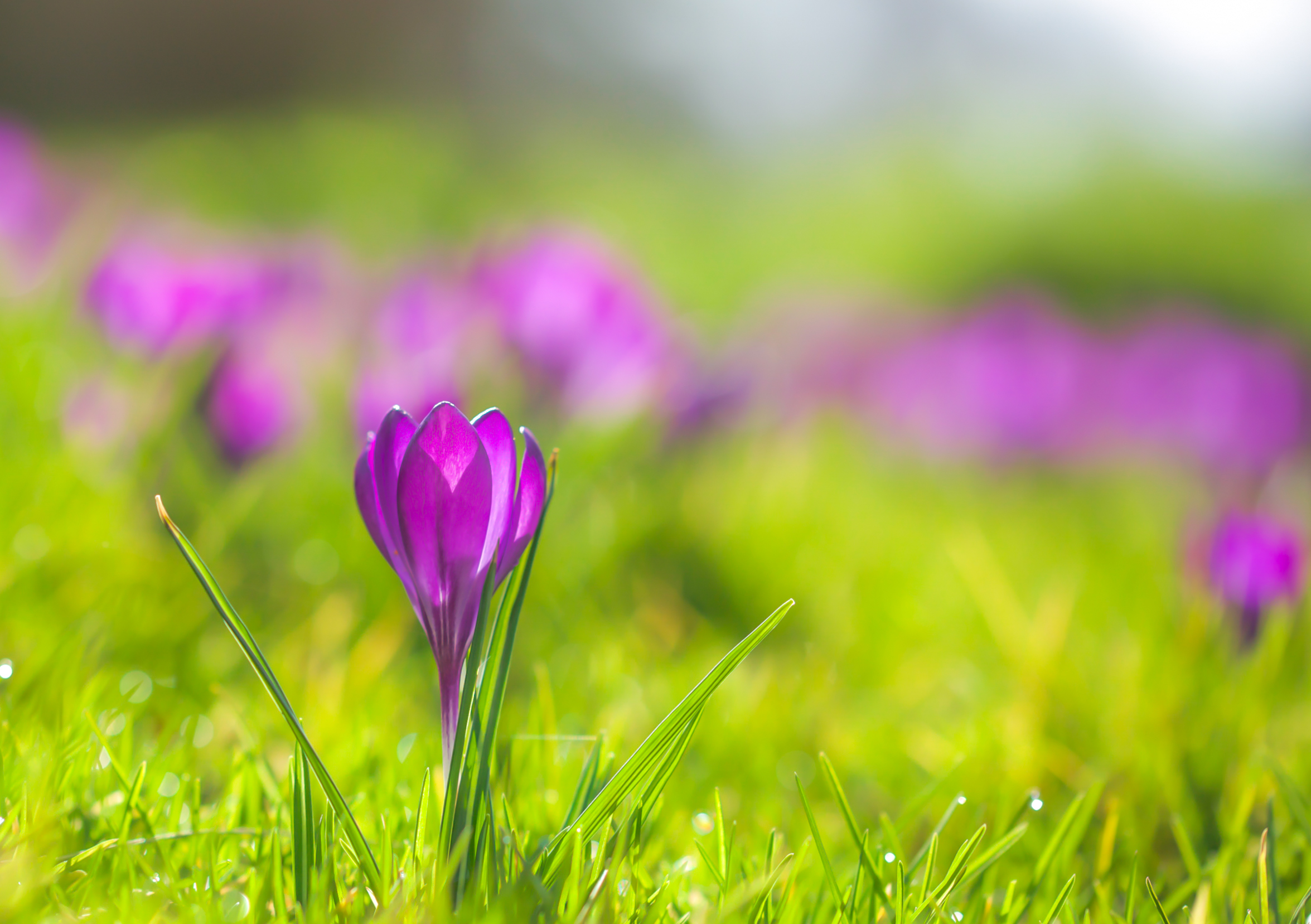 Free download wallpaper Flowers, Grass, Flower, Blur, Earth, Spring, Crocus, Purple Flower on your PC desktop