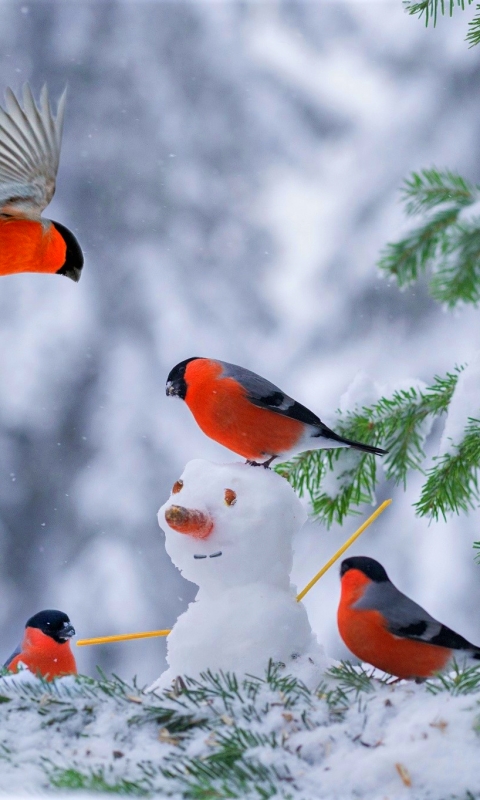 Скачать картинку Животные, Зима, Птицы, Снег, Птица, Снеговик, Снегирь в телефон бесплатно.