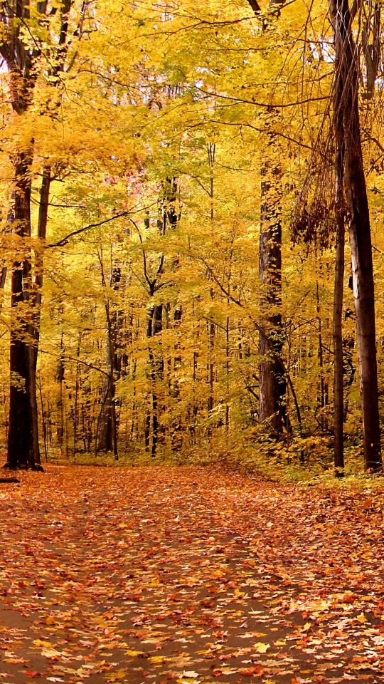 無料モバイル壁紙風景, 自然, 木, 秋, 葉, 公園, ベンチ, 写真撮影をダウンロードします。