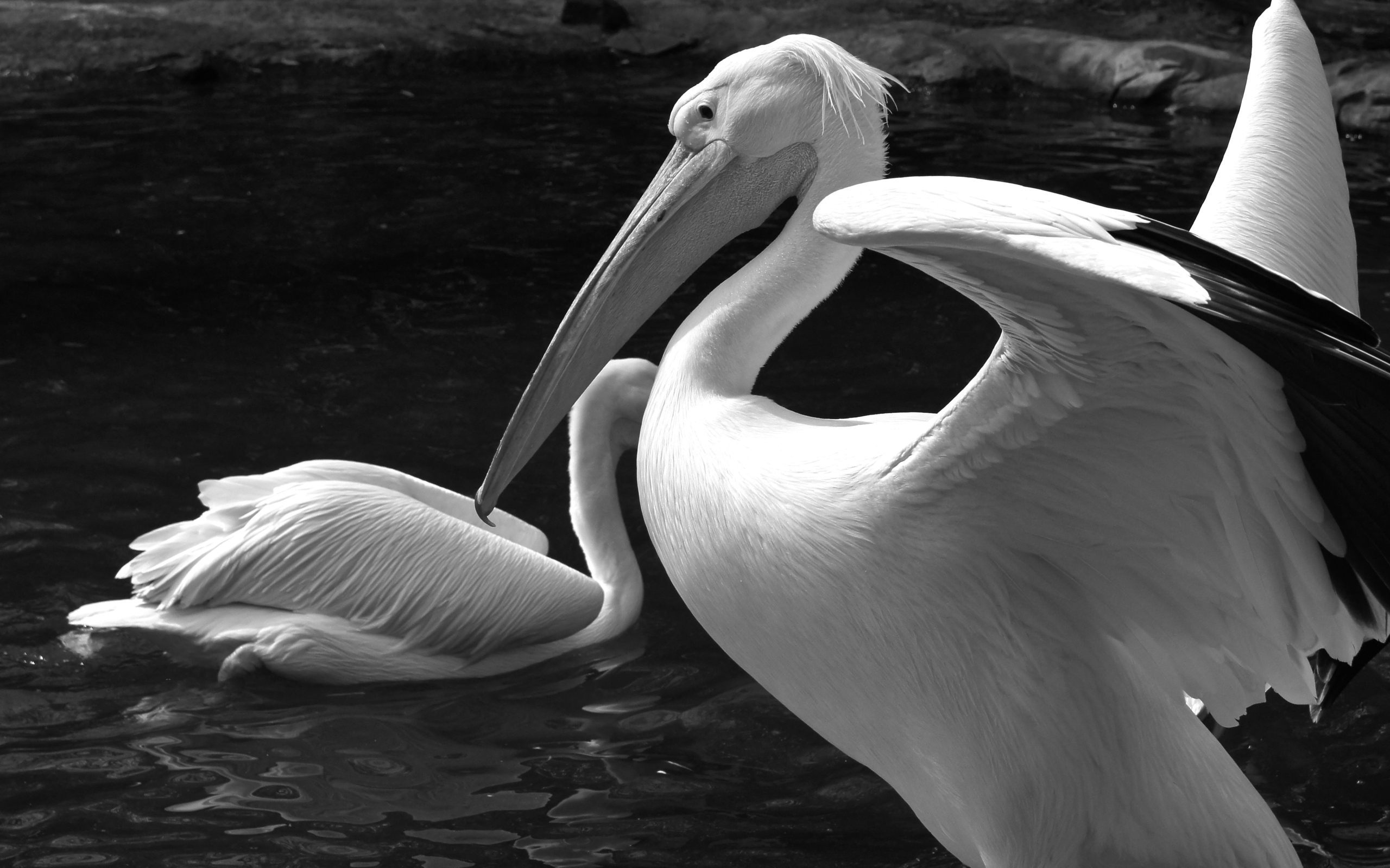 Free download wallpaper Photography, Black & White on your PC desktop