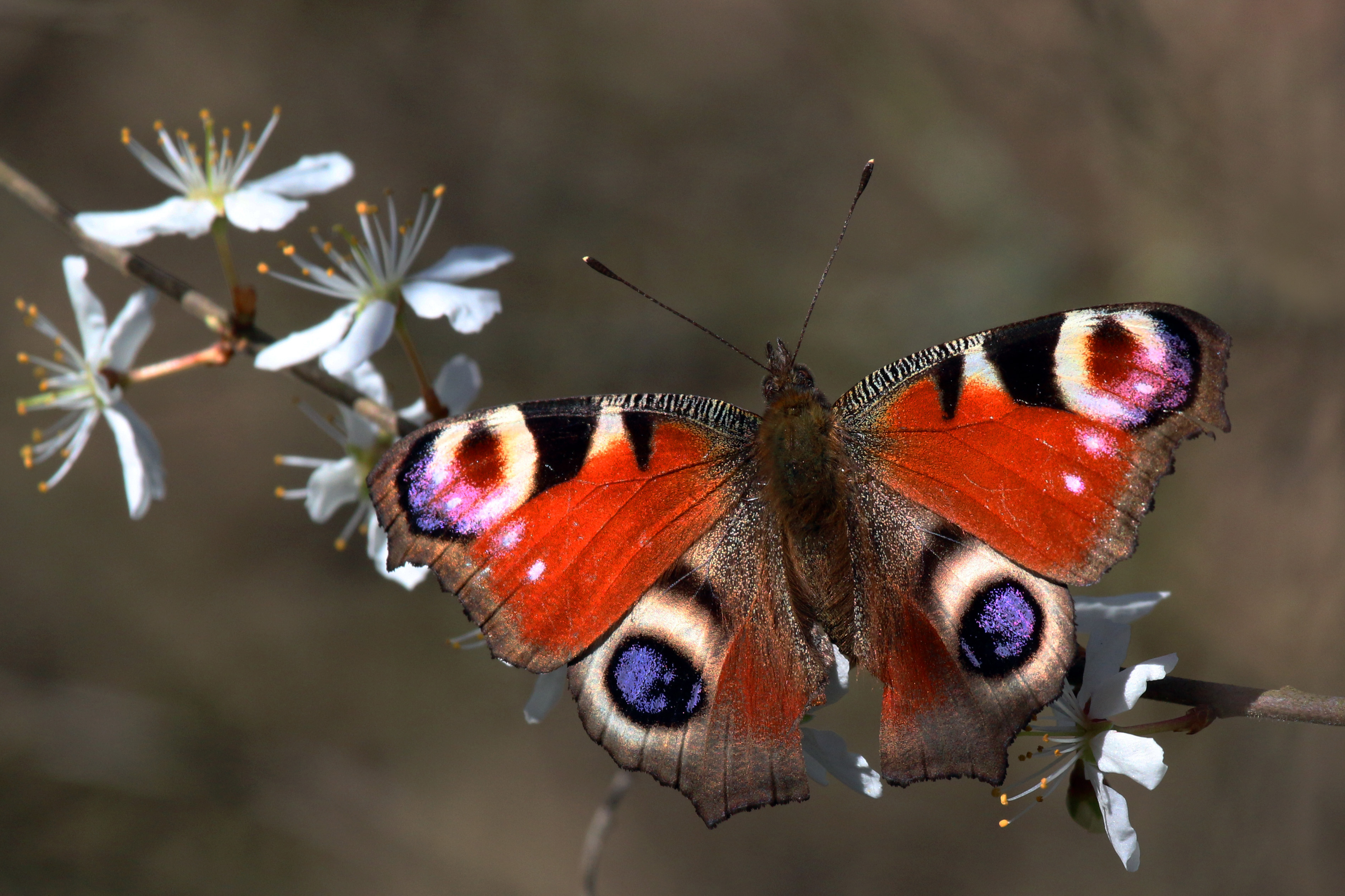 Descarga gratis la imagen Animales, Mariposa, Pavo Real Europeo en el escritorio de tu PC