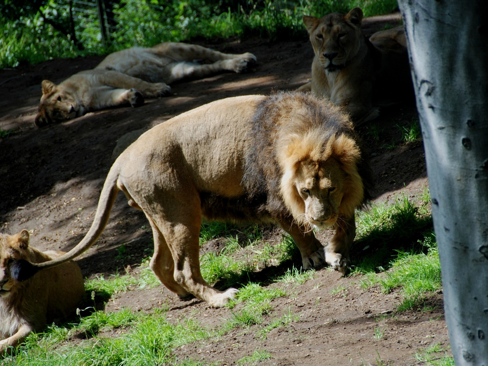 Téléchargez des papiers peints mobile Animaux, Chats, Lion gratuitement.