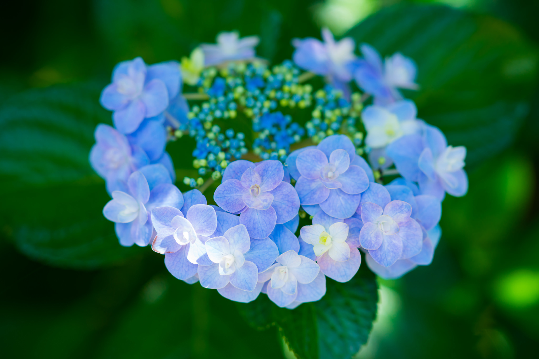 Download mobile wallpaper Nature, Flowers, Flower, Close Up, Earth, Hydrangea, Purple Flower for free.
