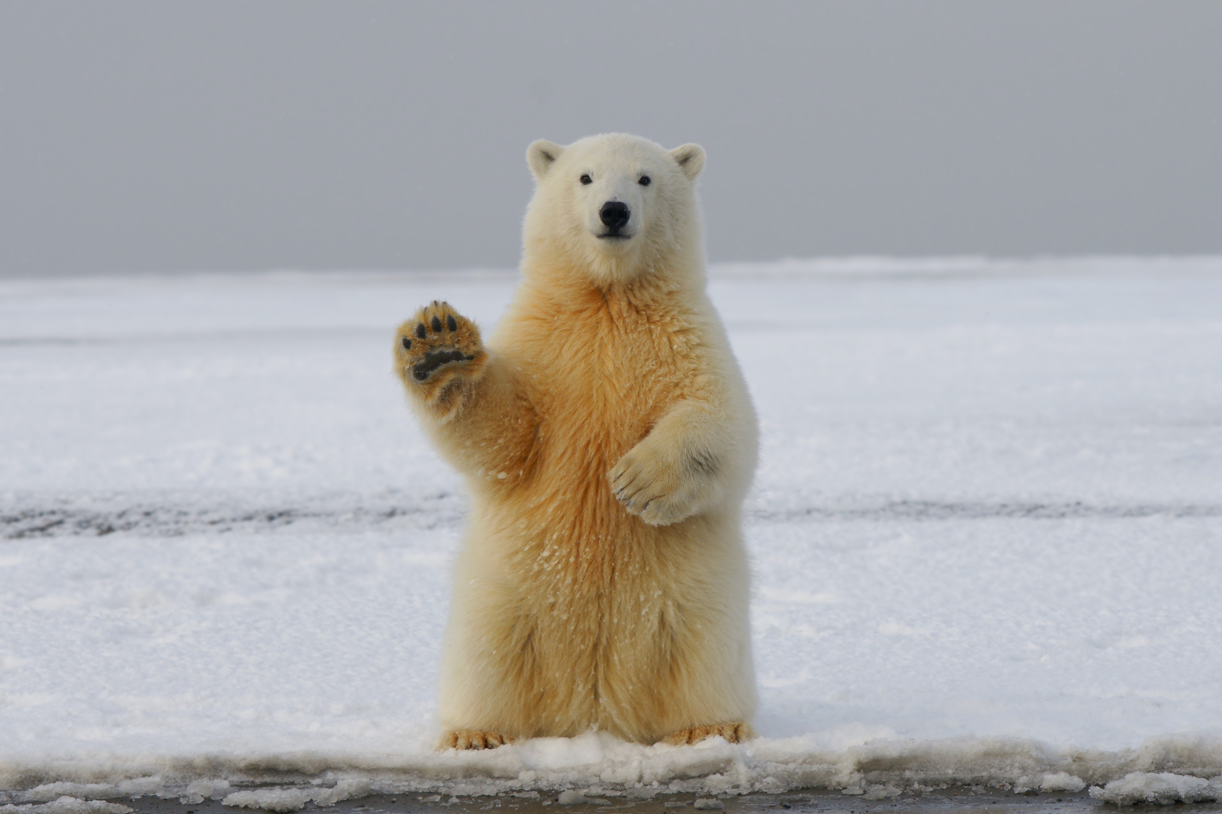 112817 скачать картинку медведь, забавный, полярный медведь, животные, лапа - обои и заставки бесплатно