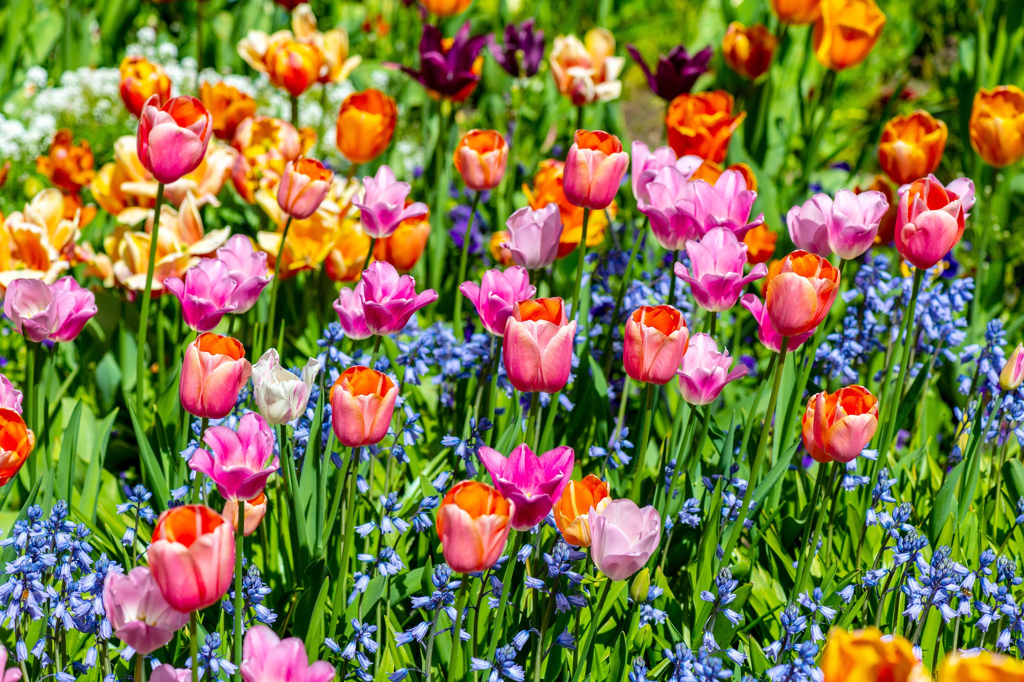 Handy-Wallpaper Natur, Blumen, Sommer, Blume, Tulpe, Erde/natur, Pinke Blume, Orangene Blume kostenlos herunterladen.