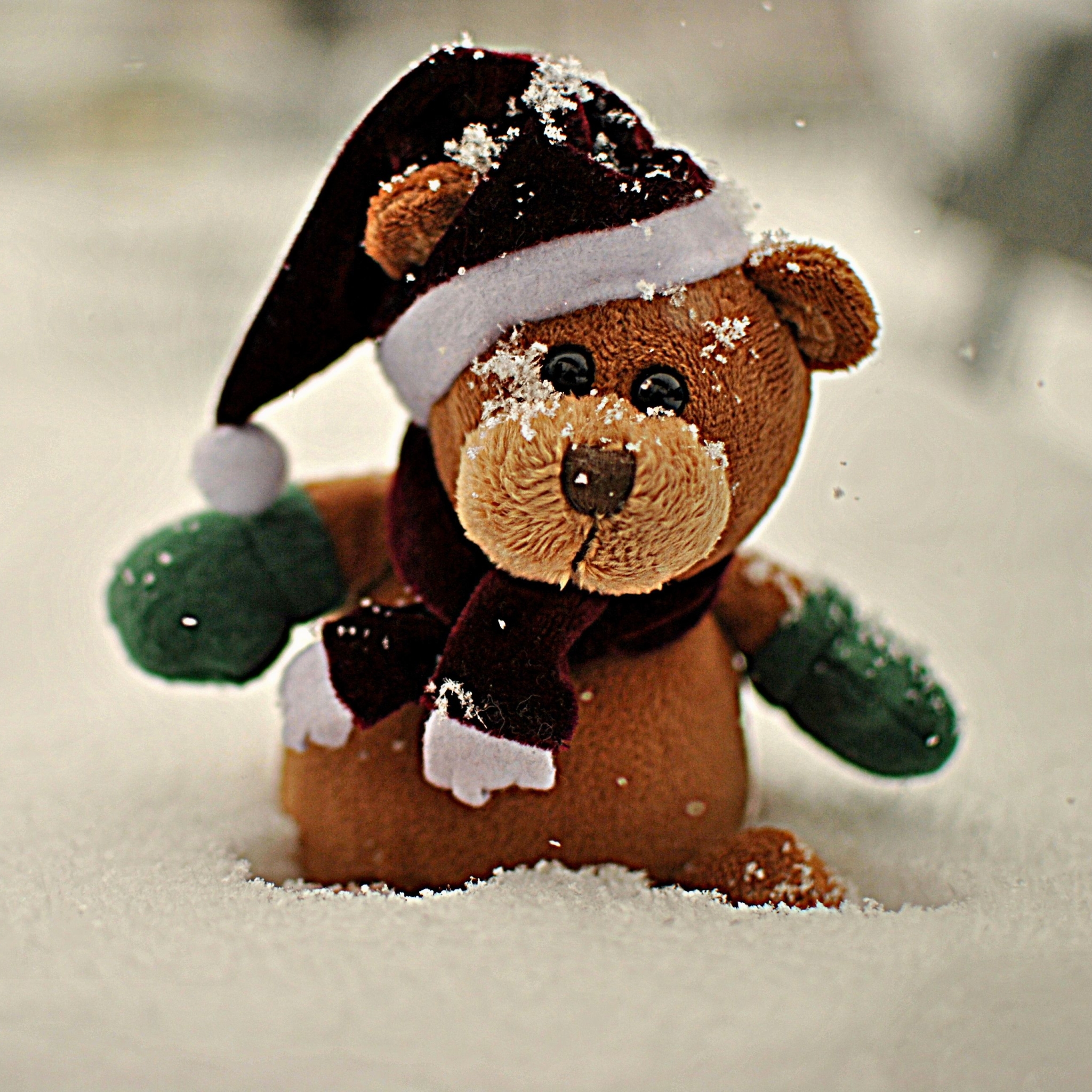 Скачать картинку Рождество, Медведь, Плюшевый Мишка, Праздничные, Шляпа Санты в телефон бесплатно.