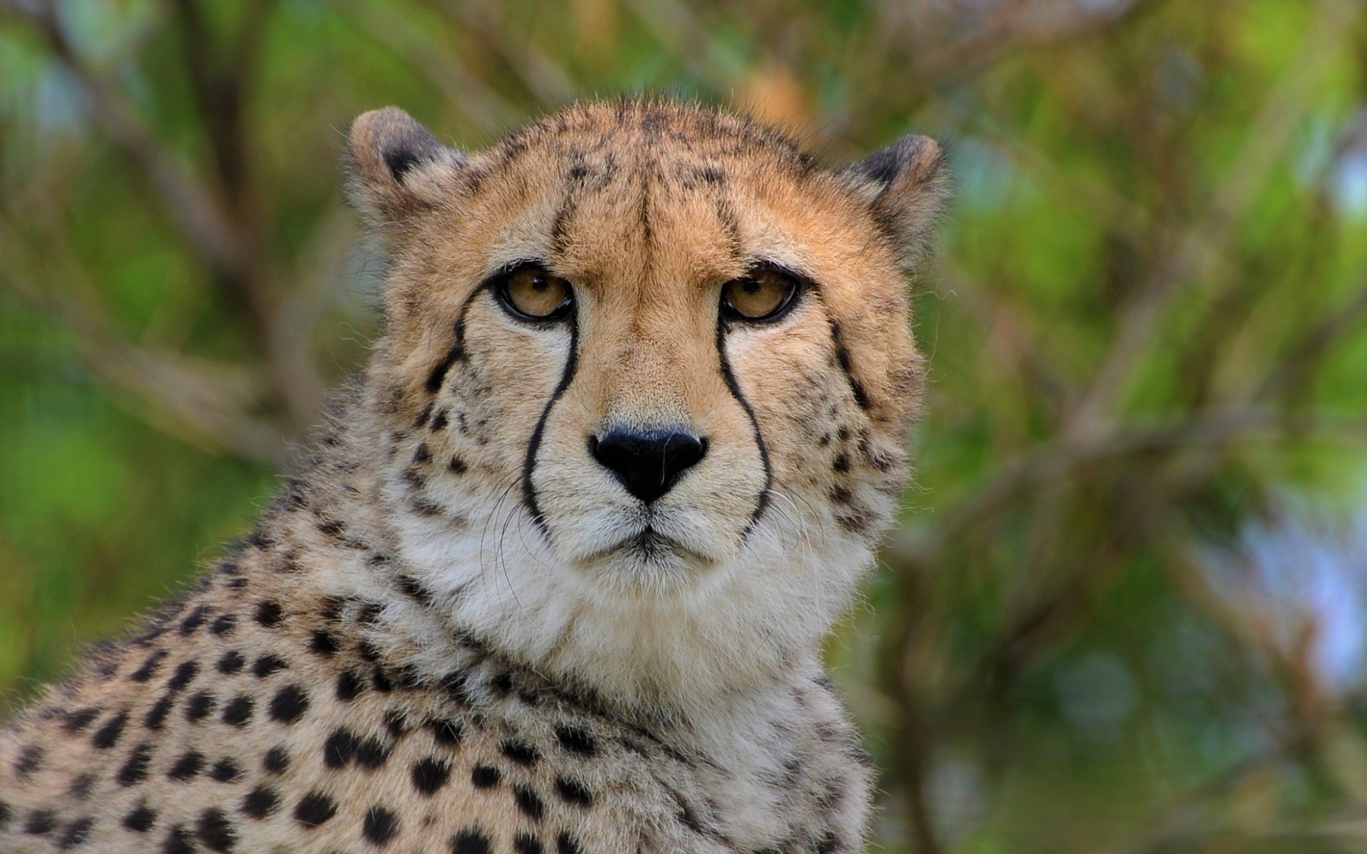 Free download wallpaper Cats, Cheetah, Animal, Face, Stare on your PC desktop