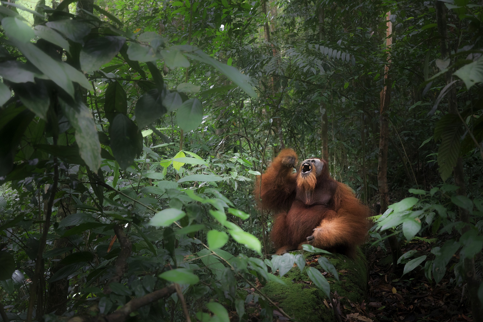 Handy-Wallpaper Tiere, Wald, Dschungel, Affen, Orang Utan kostenlos herunterladen.