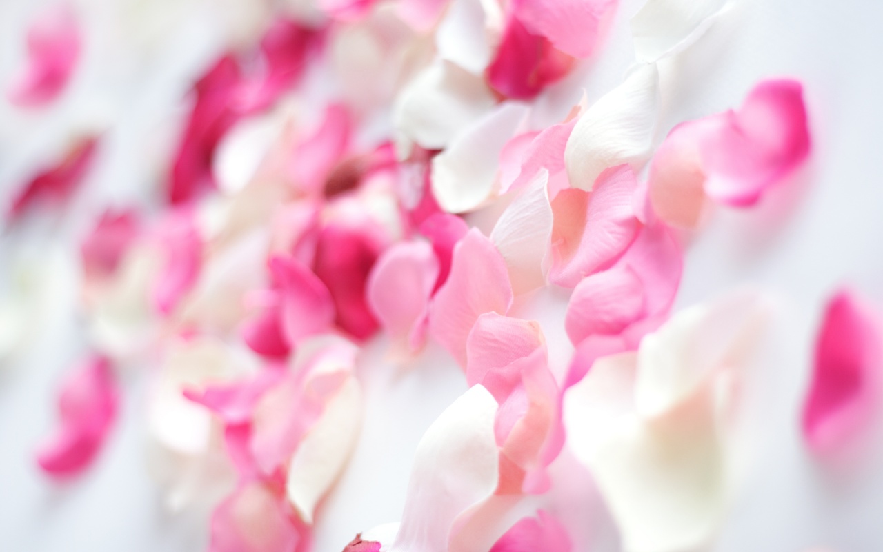 Download mobile wallpaper Rose, Earth, Petal for free.