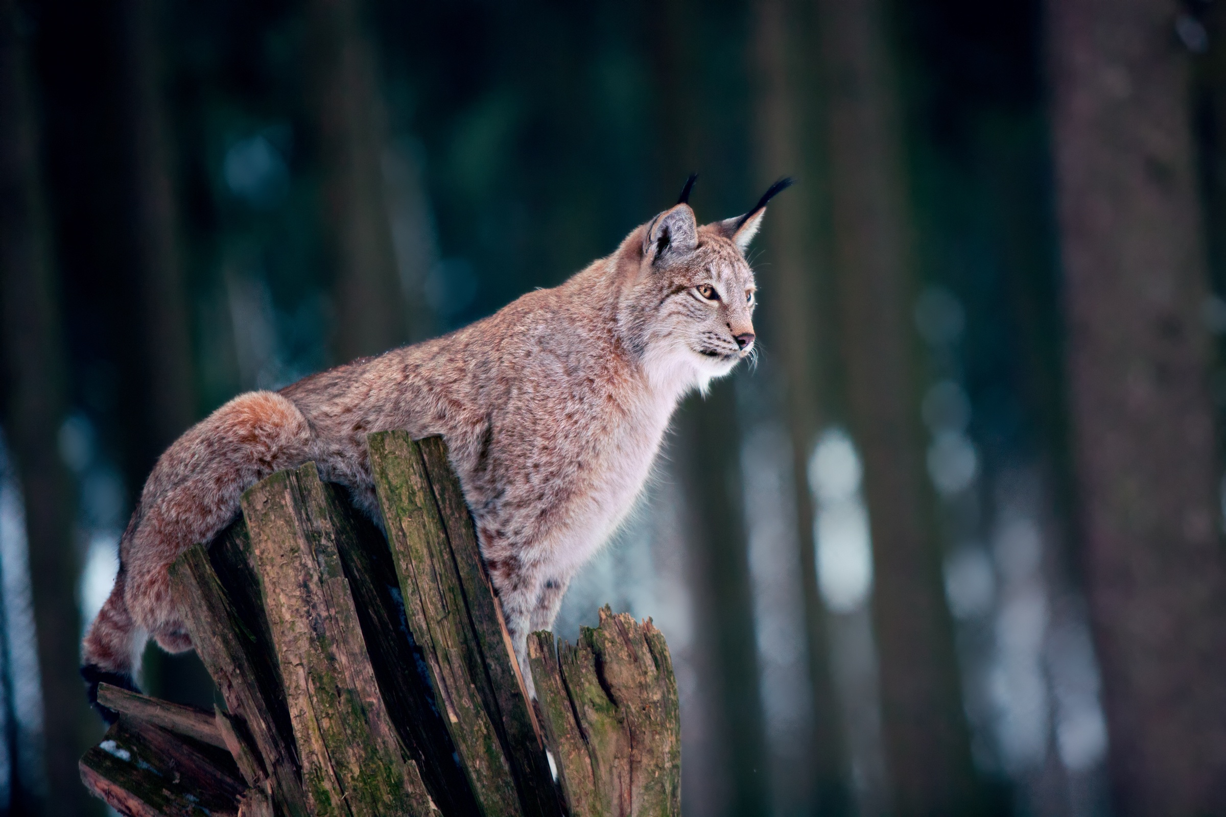 PCデスクトップに動物, 猫, リンクス画像を無料でダウンロード