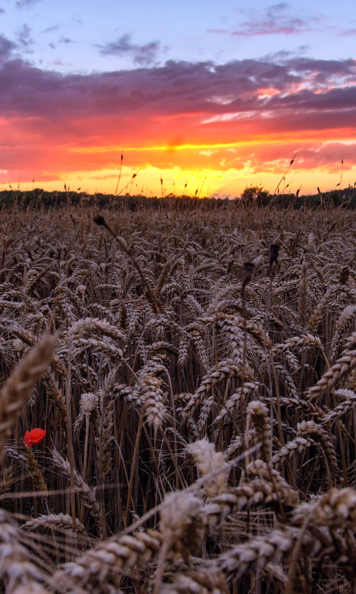 Download mobile wallpaper Sunset, Summer, Wheat, Earth, Field for free.