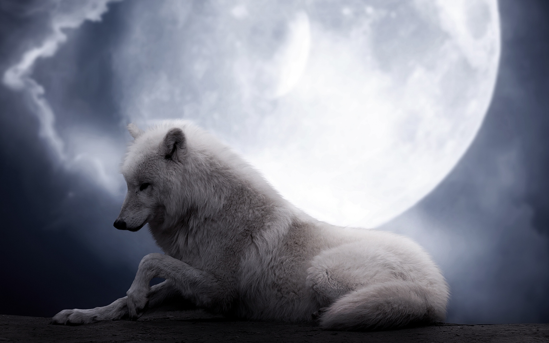 animal, wolf, moon, night, white wolf
