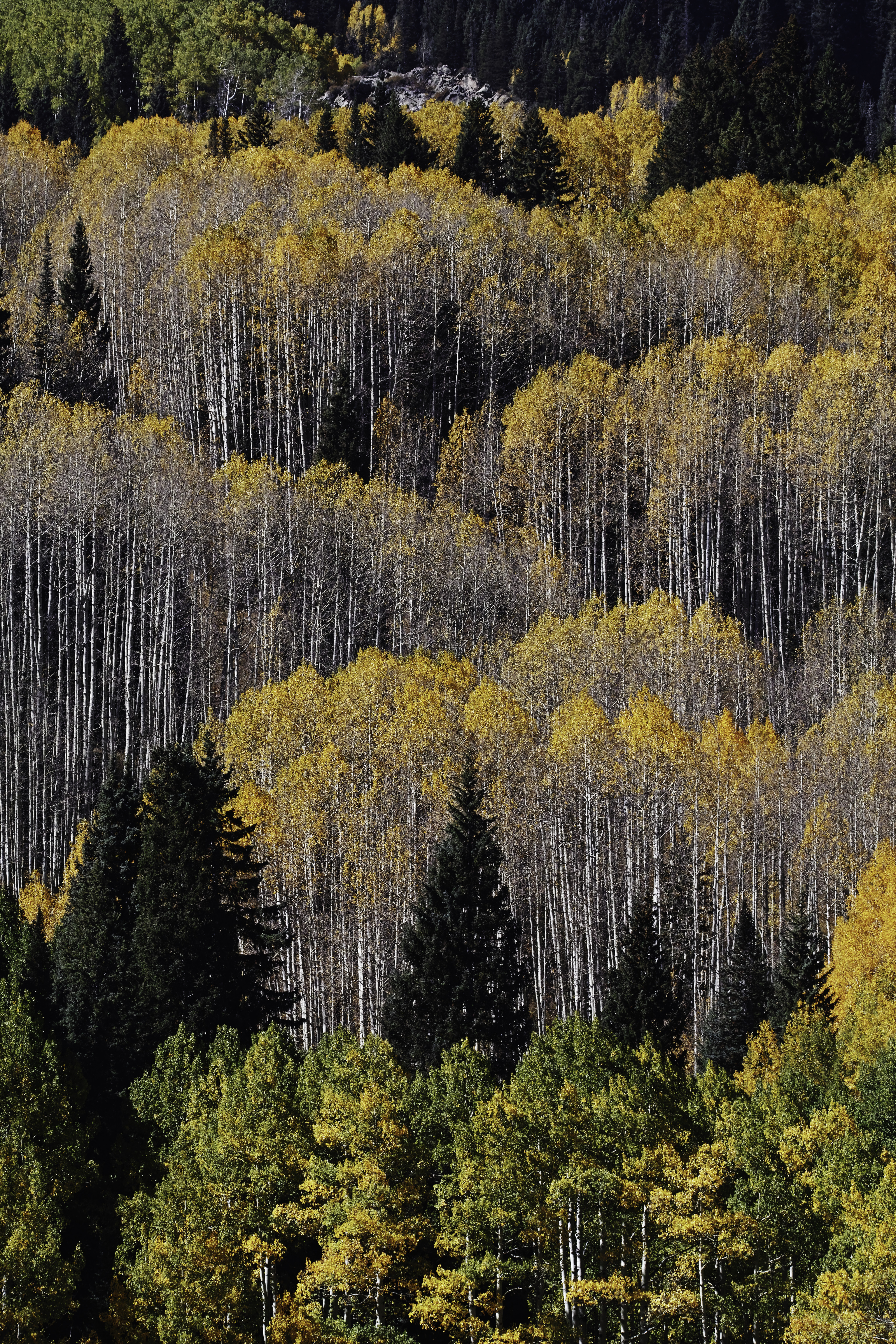 Laden Sie das Natur, Bäume, Wald, Fichte, Fir, Birke-Bild kostenlos auf Ihren PC-Desktop herunter