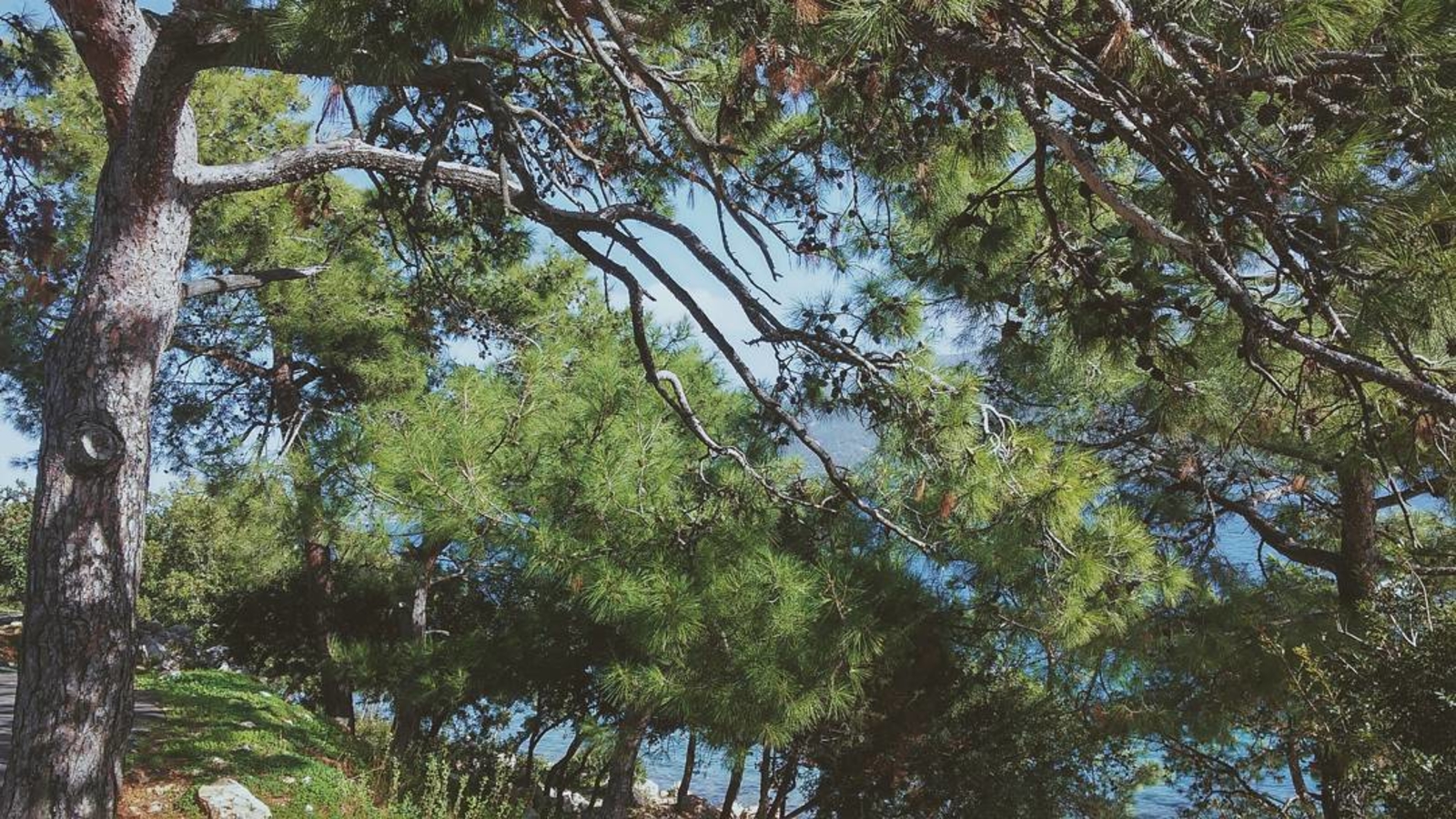 Laden Sie das Natur, Baum, Erde, Erde/natur-Bild kostenlos auf Ihren PC-Desktop herunter