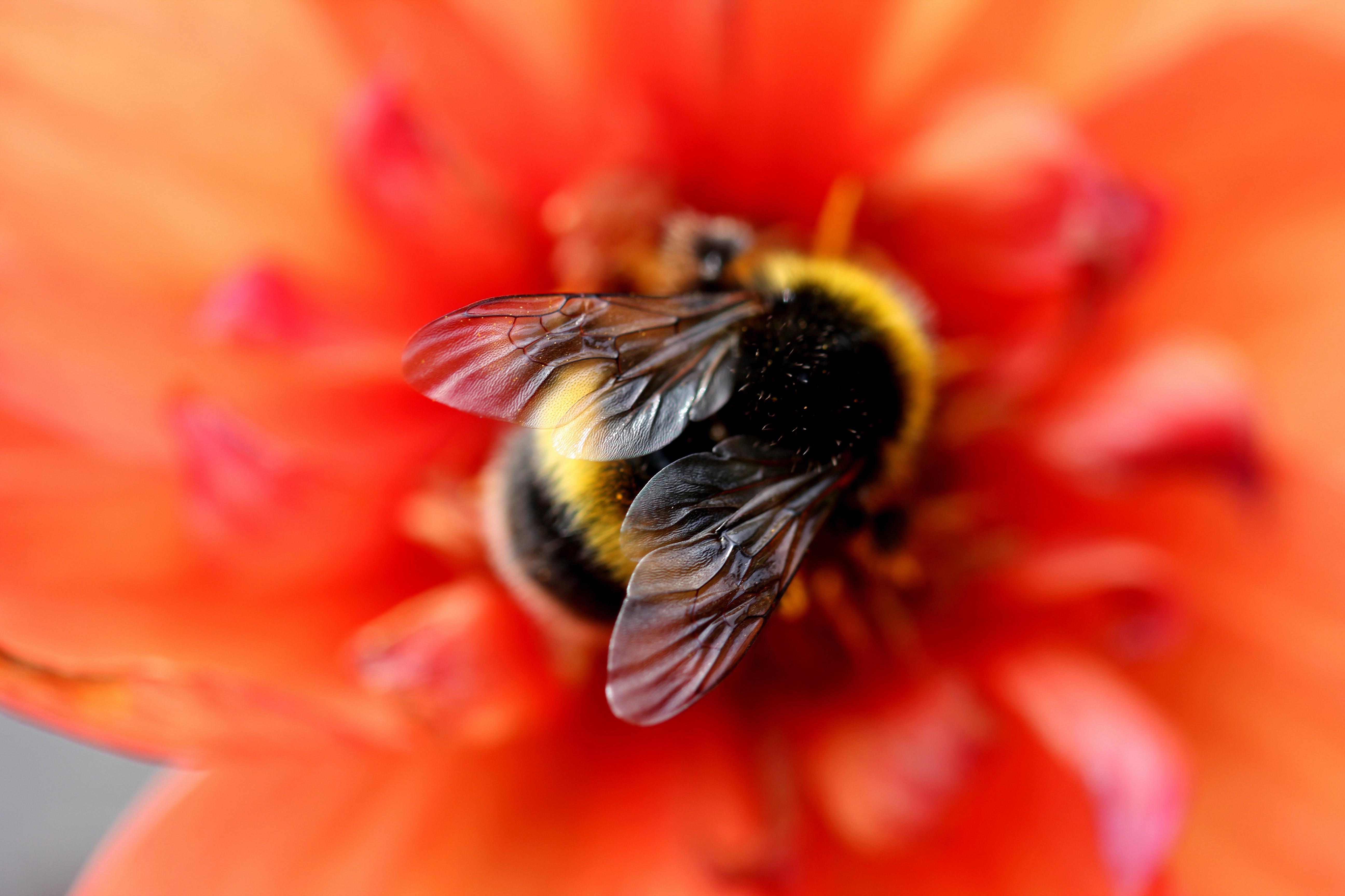 1001474 descargar fondo de pantalla animales, abejorro, abeja, difuminado, insecto, macrofotografía, flor roja: protectores de pantalla e imágenes gratis