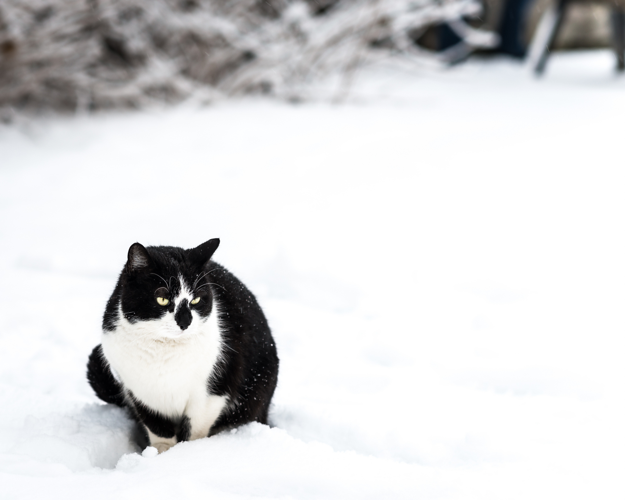 Baixe gratuitamente a imagem Animais, Gatos, Gato na área de trabalho do seu PC