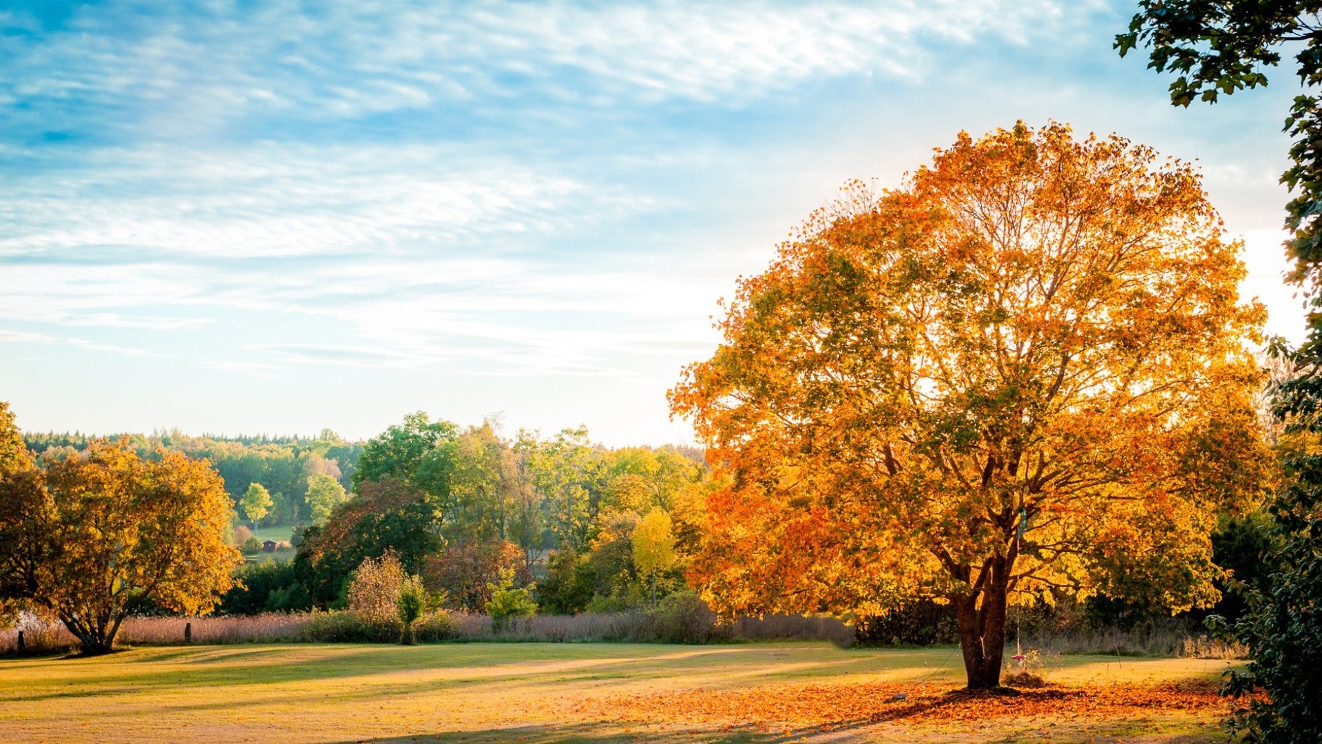 Laden Sie das Bäume, Herbst, Holz, Baum, Blatt, Erde/natur-Bild kostenlos auf Ihren PC-Desktop herunter