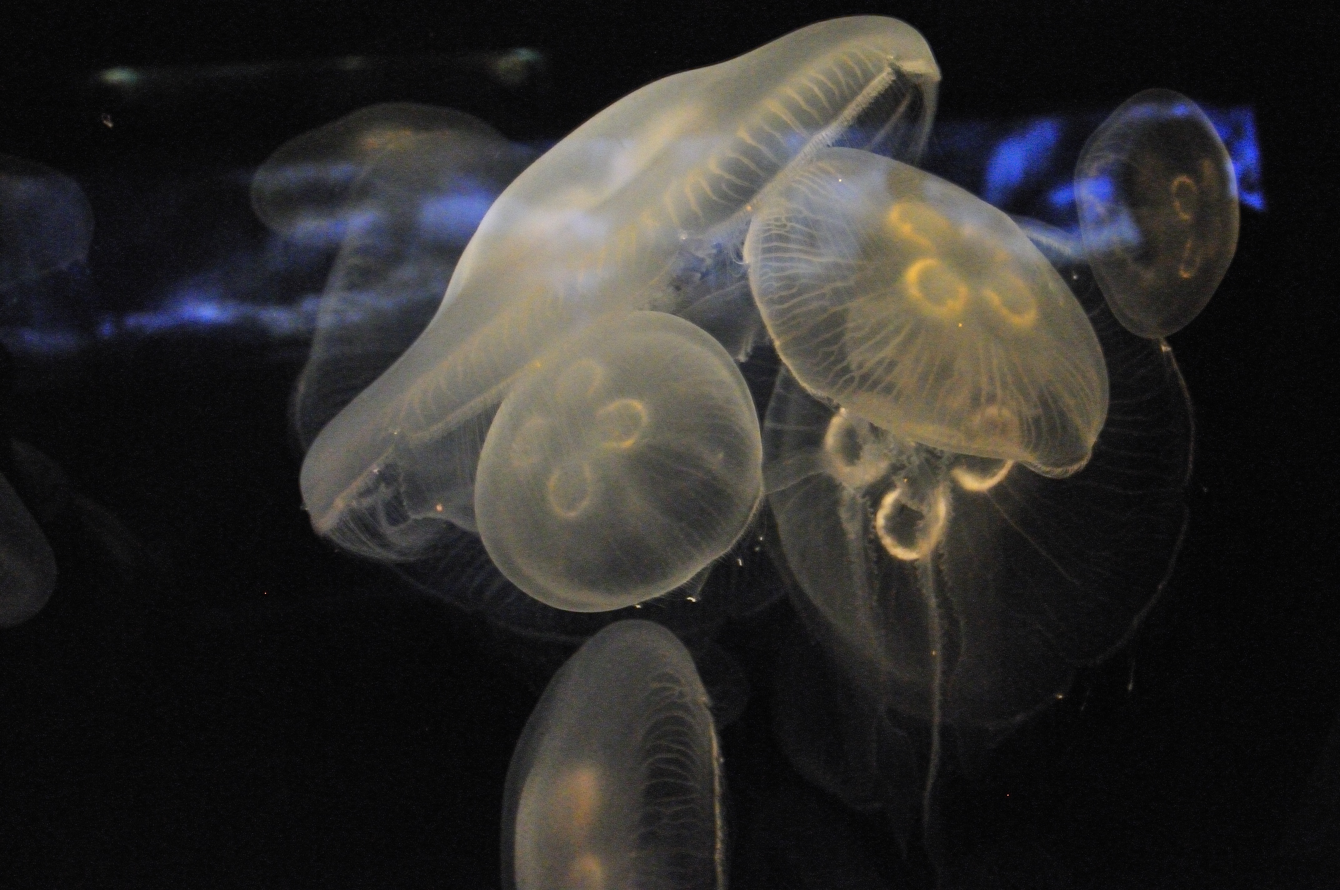 75956 скачать обои природа, медузы, крупным планом, подводный мир - заставки и картинки бесплатно