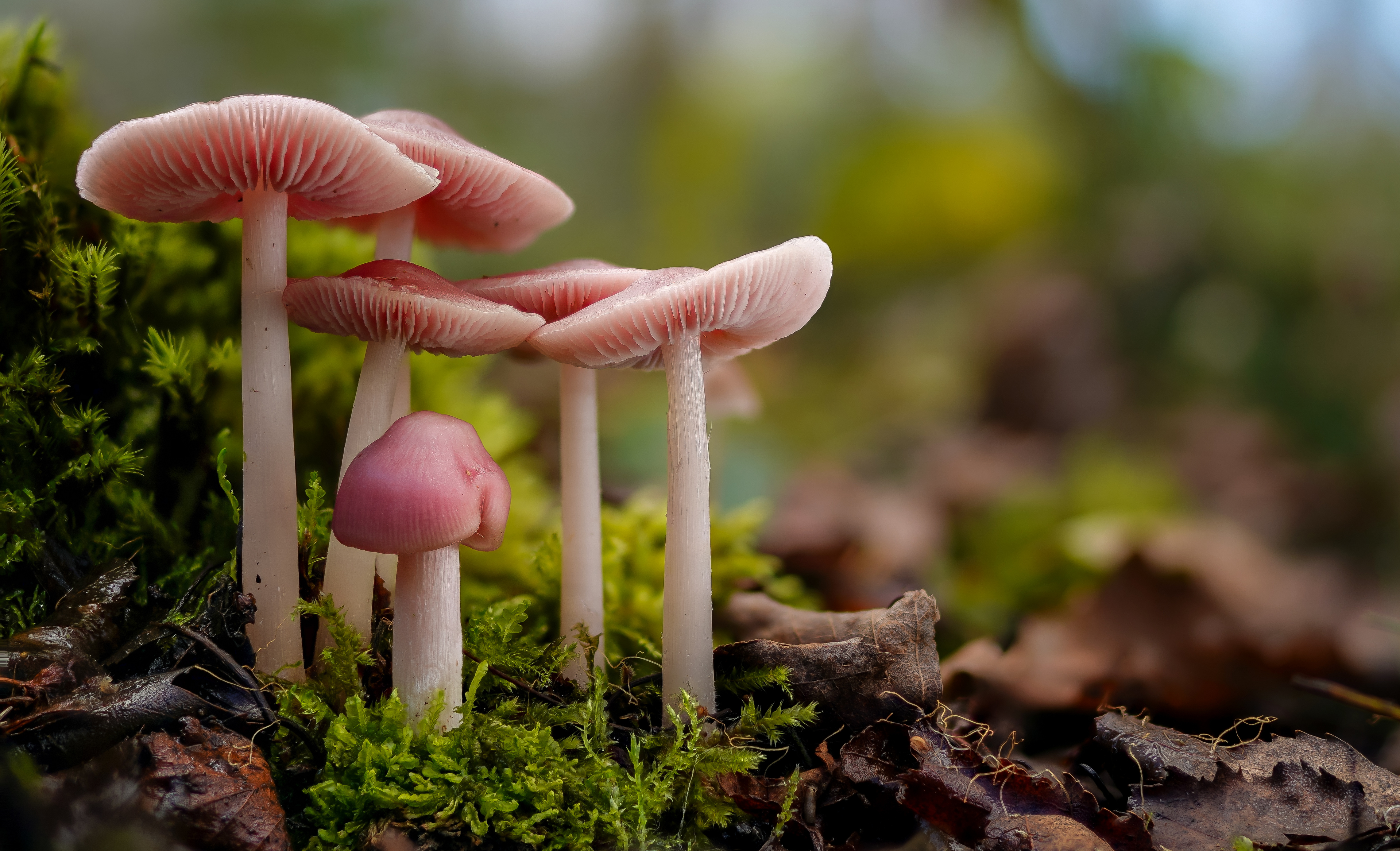 Free download wallpaper Macro, Earth, Mushroom on your PC desktop