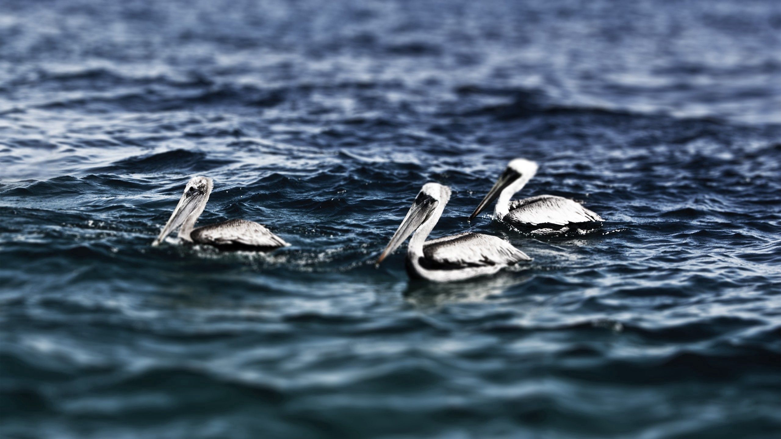 Die besten Pelikane-Hintergründe für den Telefonbildschirm