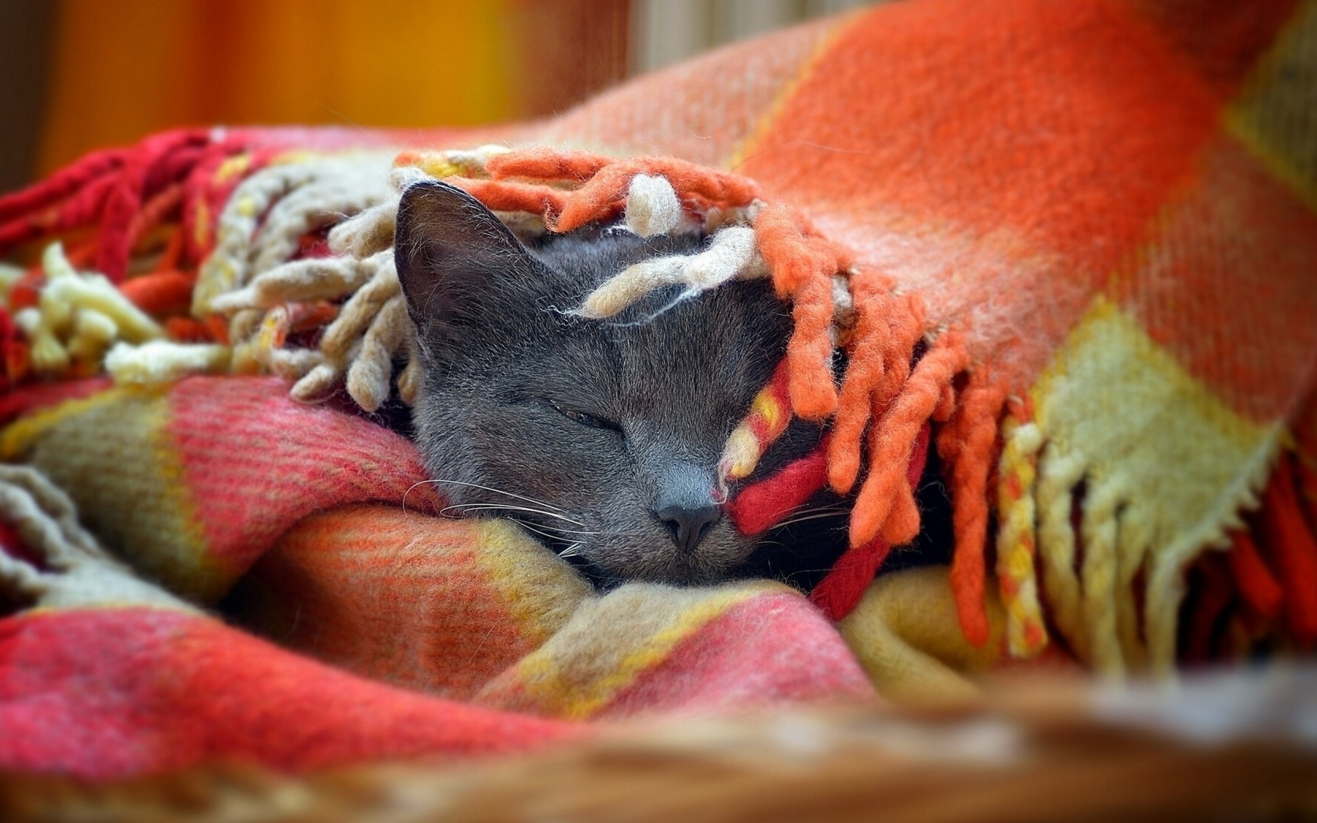 Baixe gratuitamente a imagem Animais, Gatos, Gato na área de trabalho do seu PC