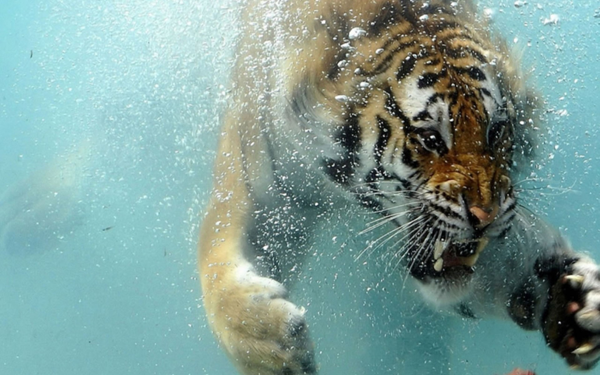 Téléchargez gratuitement l'image Animaux, Chats, Tigre sur le bureau de votre PC