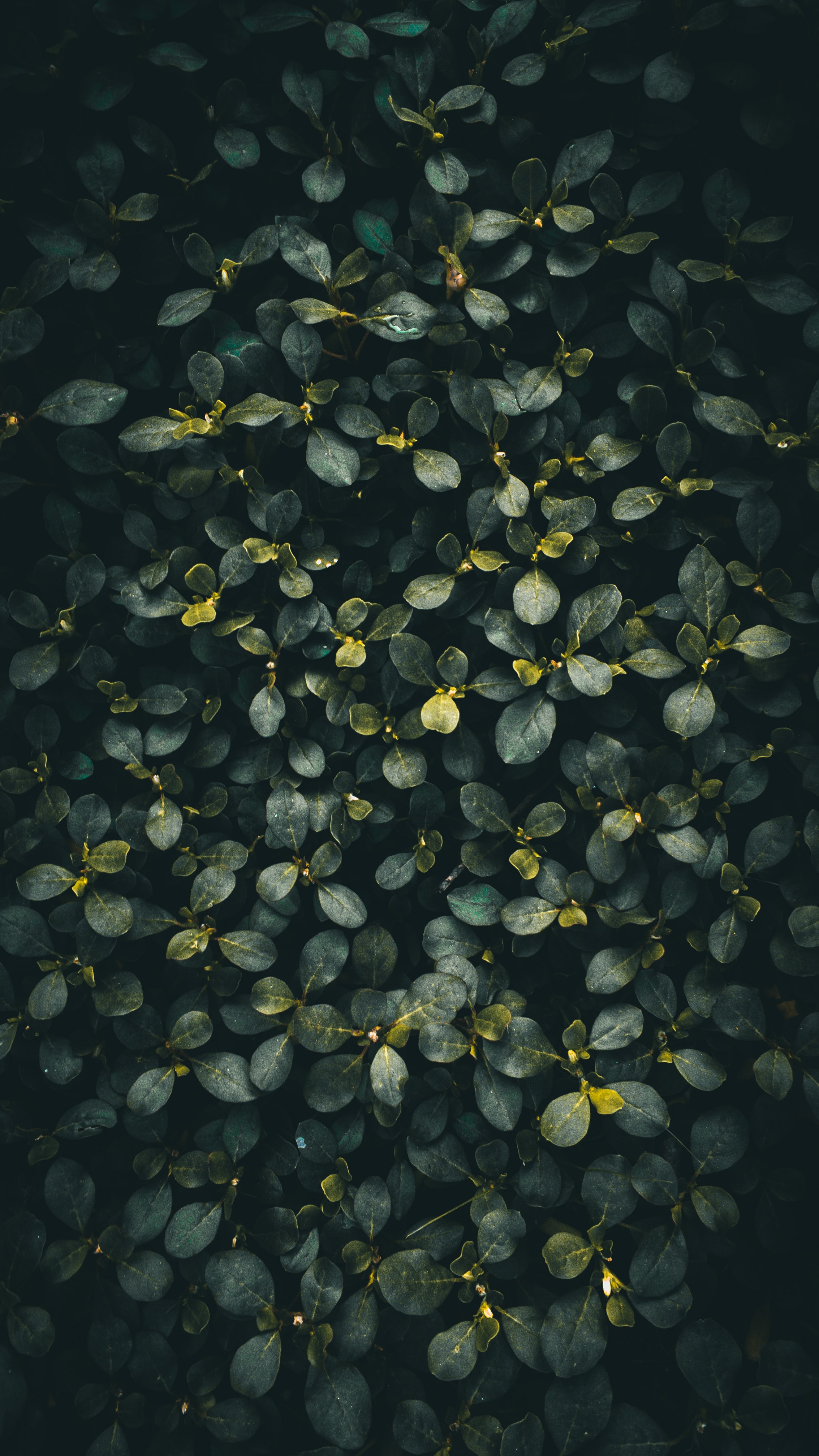 Download mobile wallpaper Bush, Branches, Plant, Nature, Leaves, Dark for free.