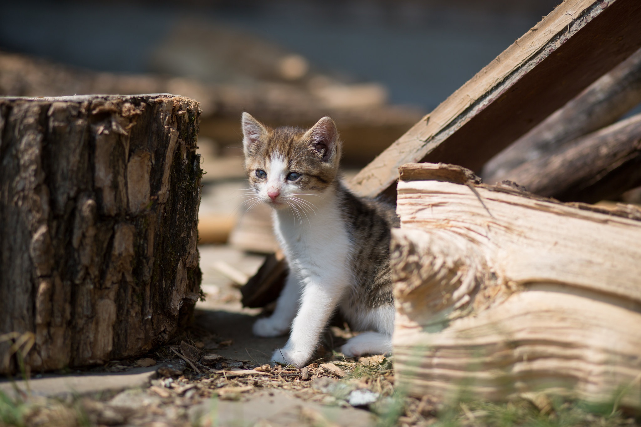 Descarga gratis la imagen Animales, Gatos, Gato, Gatito, Bebe Animal en el escritorio de tu PC