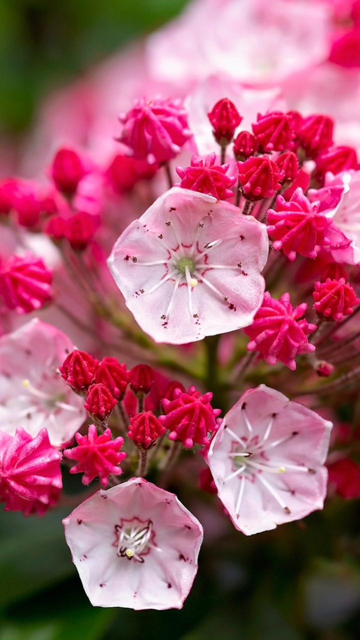 Download mobile wallpaper Nature, Flowers, Flower, Close Up, Earth, Pink Flower for free.