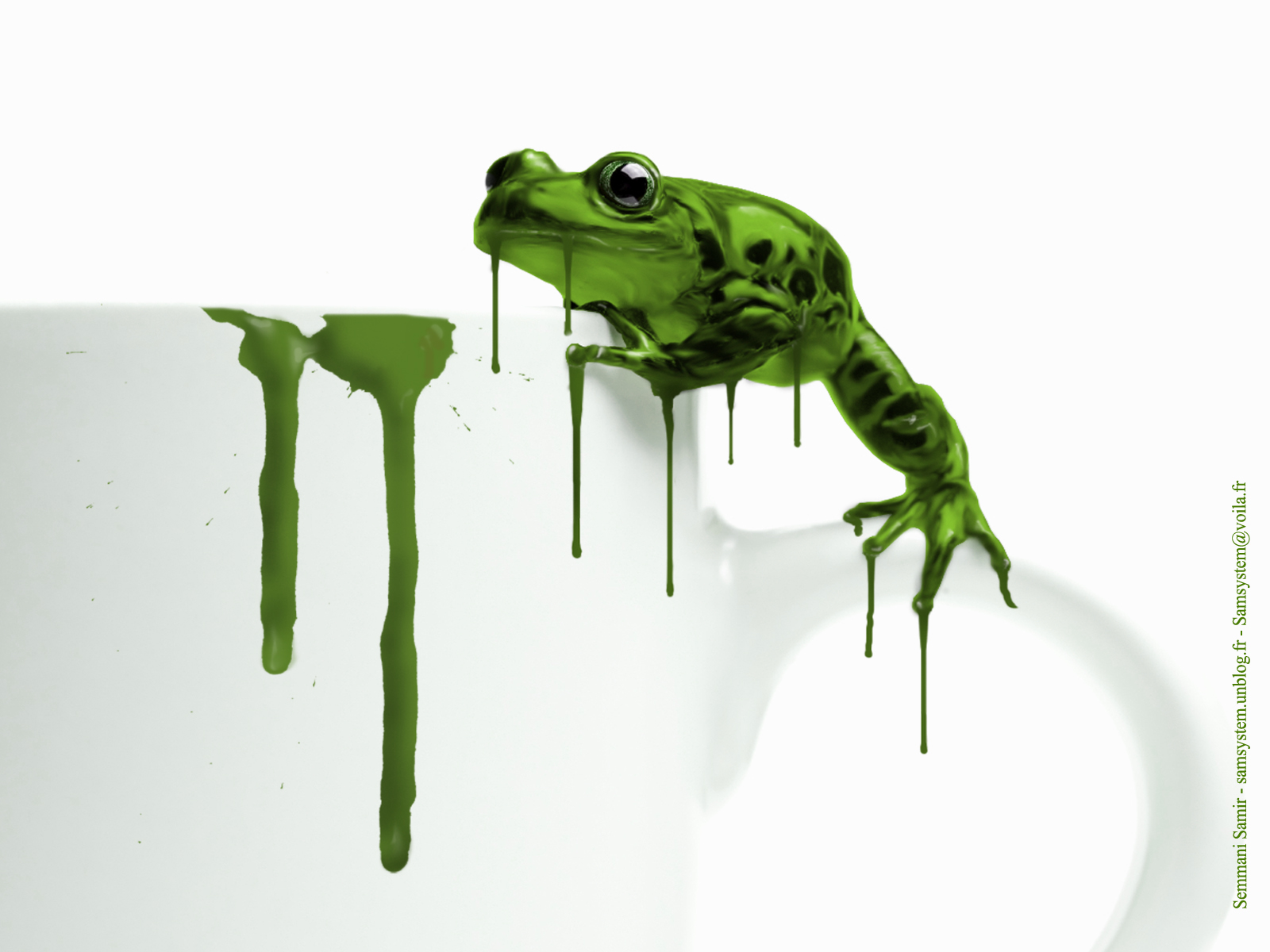 animal, frog, frogs