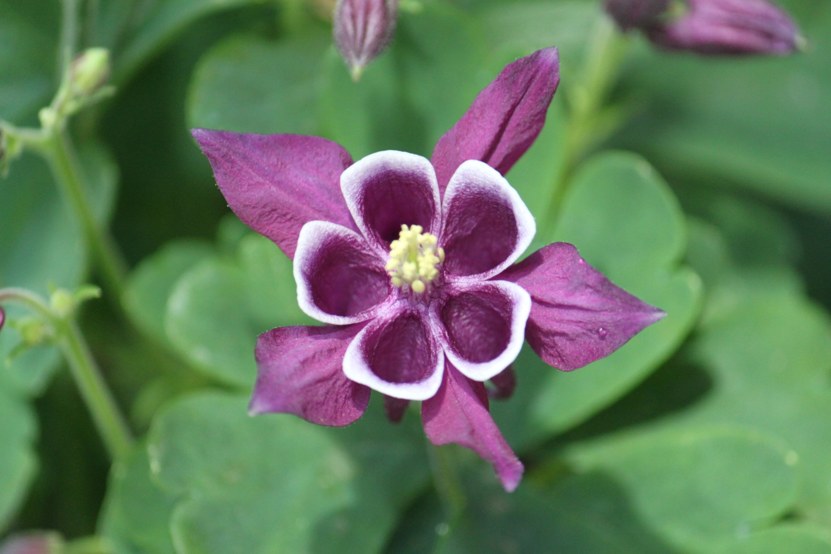 Descarga gratuita de fondo de pantalla para móvil de Flores, Flor, Tierra/naturaleza.