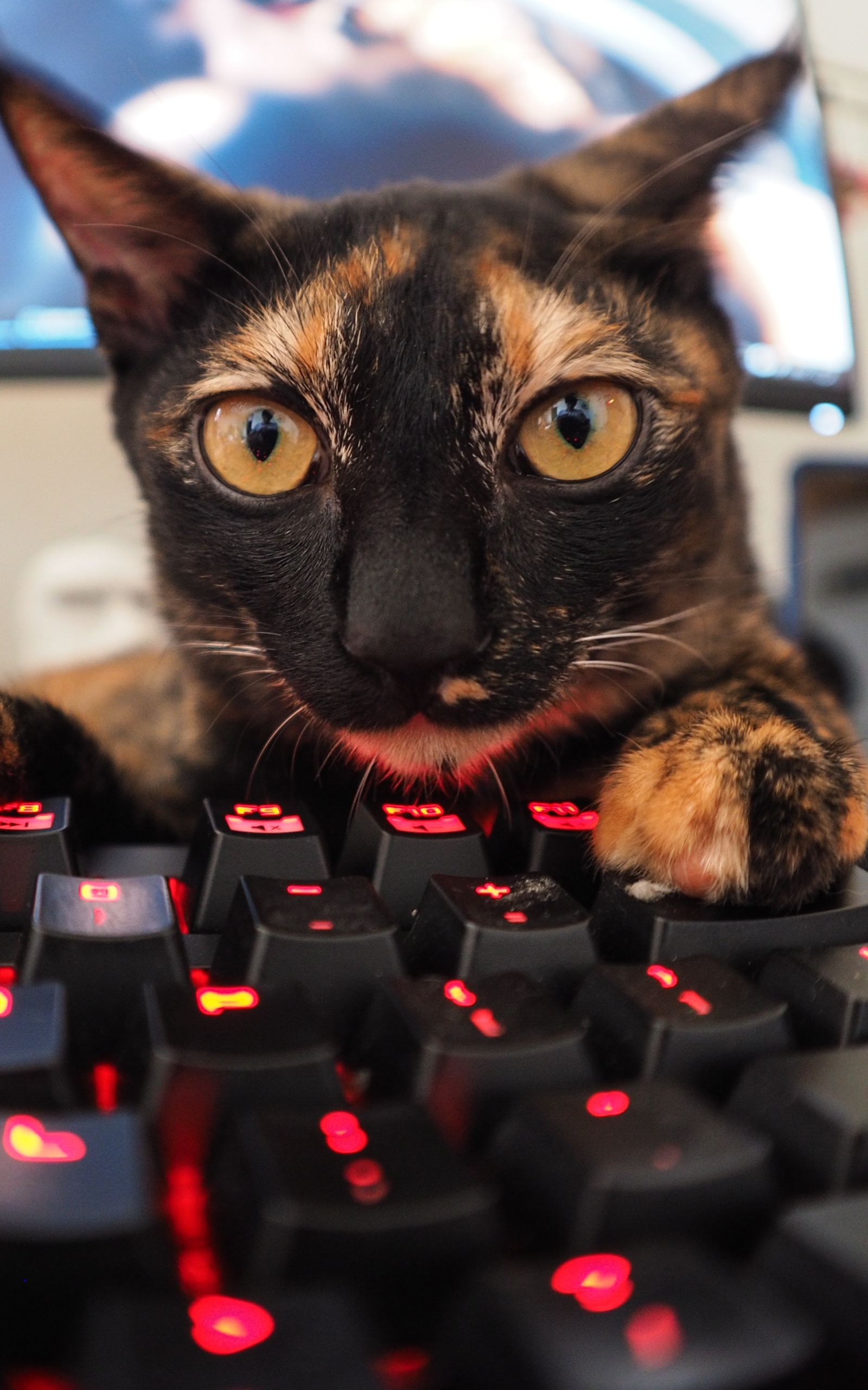 Free download wallpaper Funny, Cats, Cat, Animal, Keyboard, Stare on your PC desktop