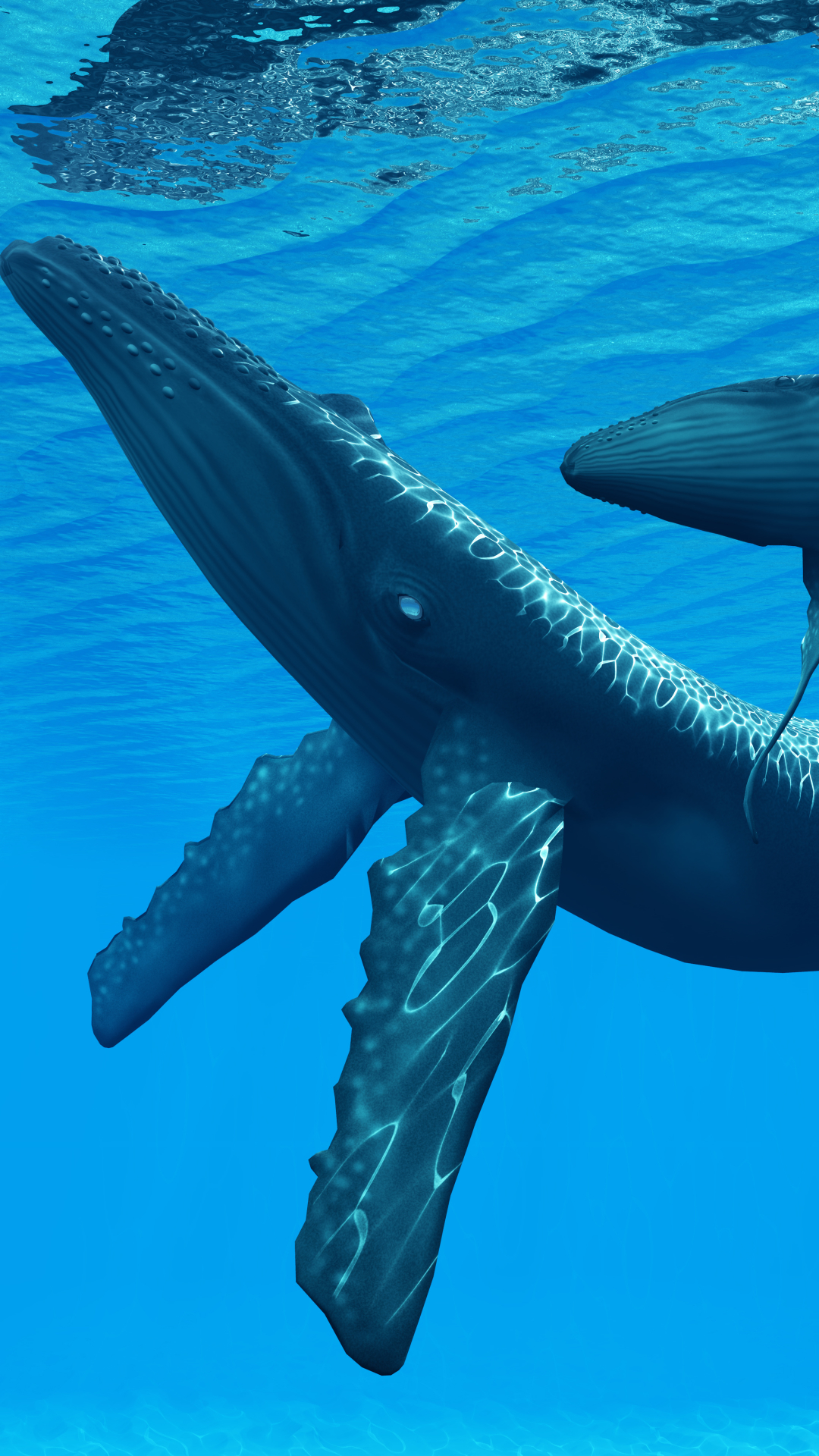 Download mobile wallpaper Animal, Whale, Underwater for free.