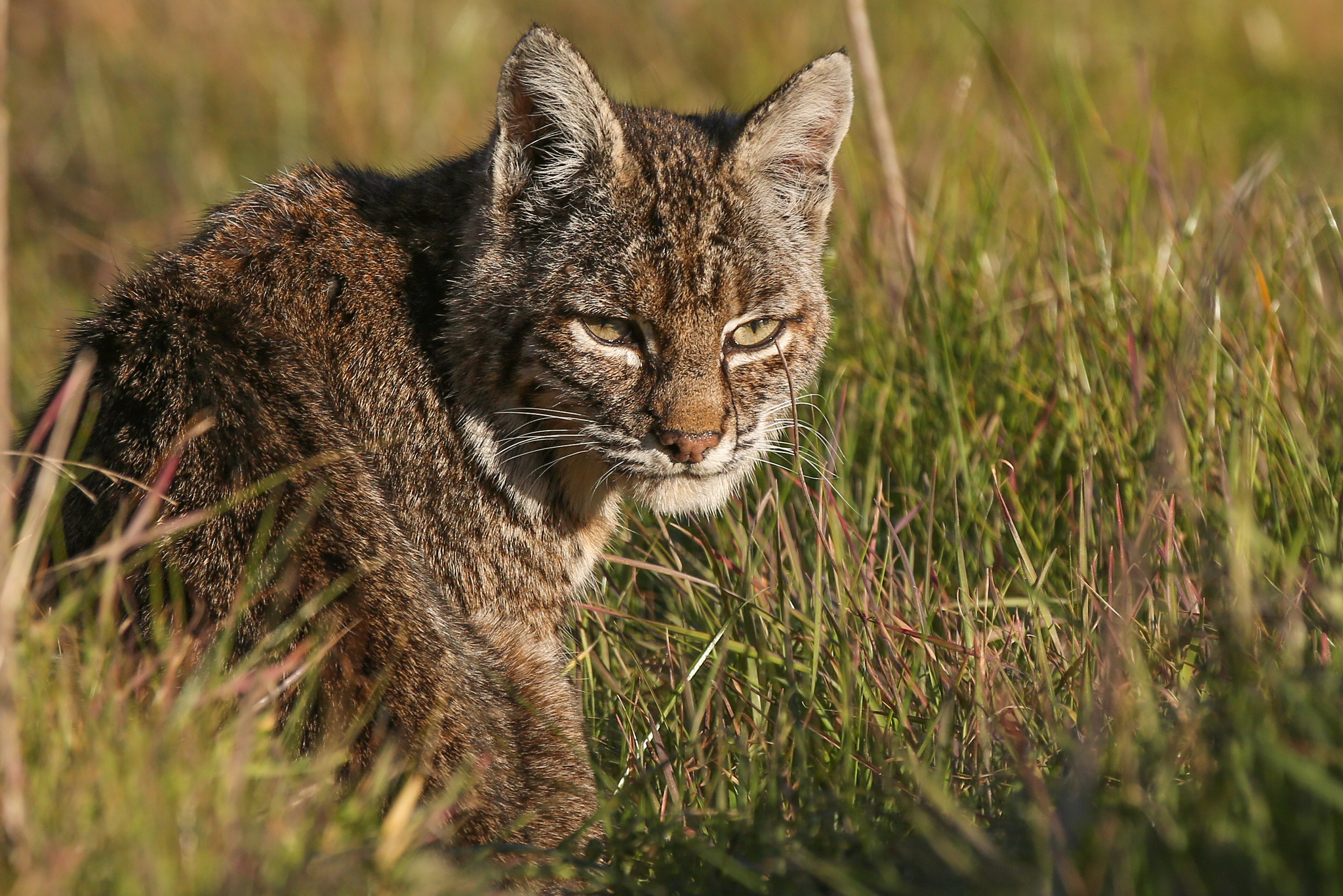 Descarga gratuita de fondo de pantalla para móvil de Animales, Gatos, Lince.