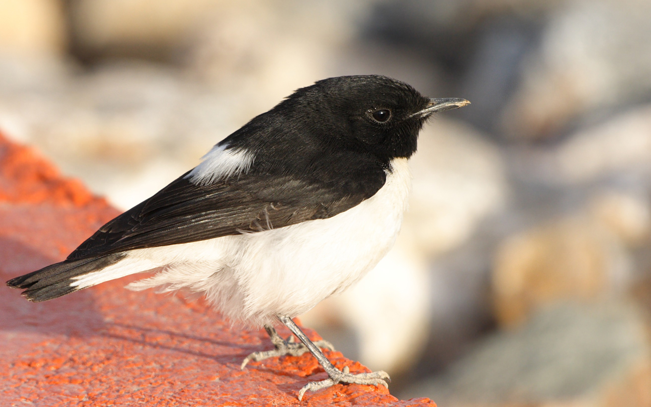 Baixe gratuitamente a imagem Animais, Aves, Pássaro na área de trabalho do seu PC