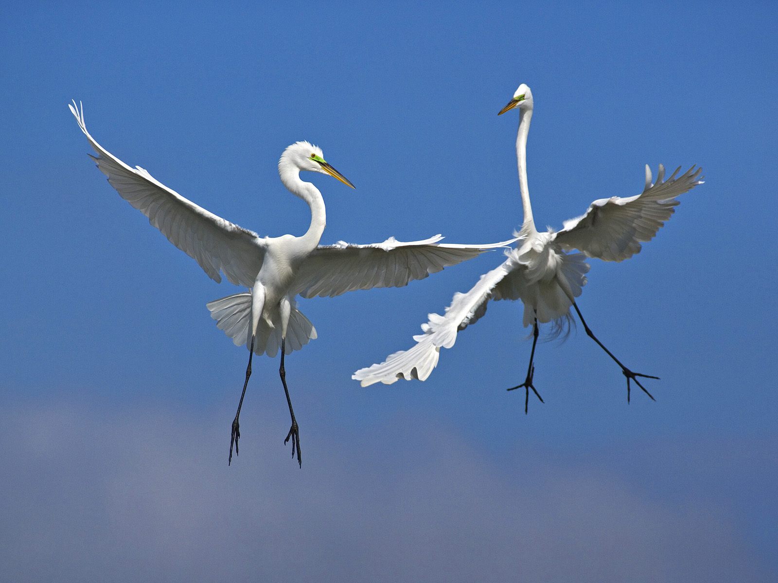 Téléchargez gratuitement l'image Animaux, Oiseau, Des Oiseaux sur le bureau de votre PC