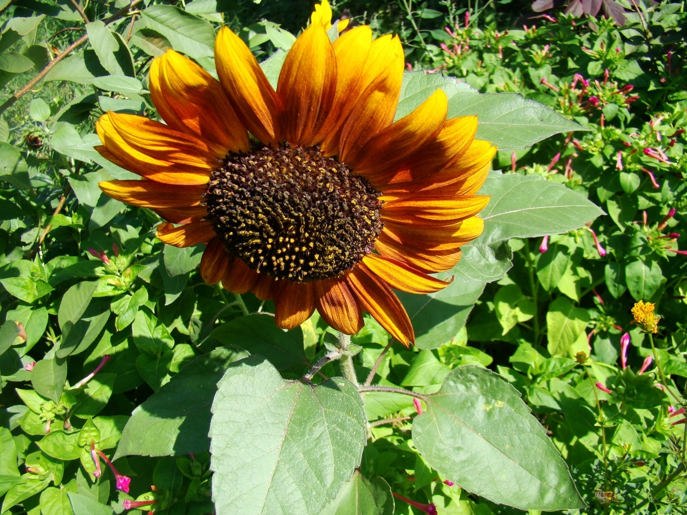 Free download wallpaper Plants, Sunflowers on your PC desktop
