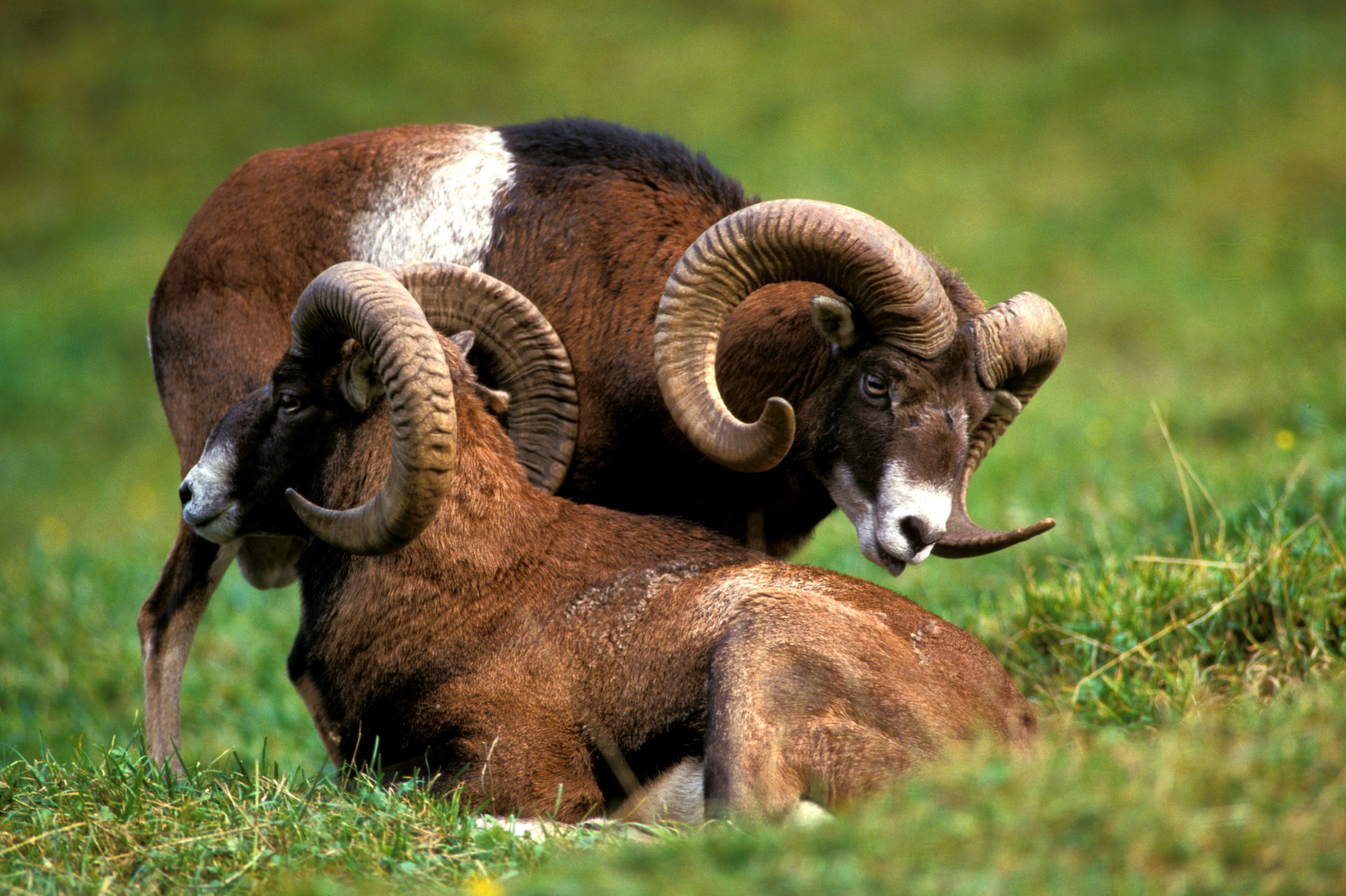 animal, bighorn sheep