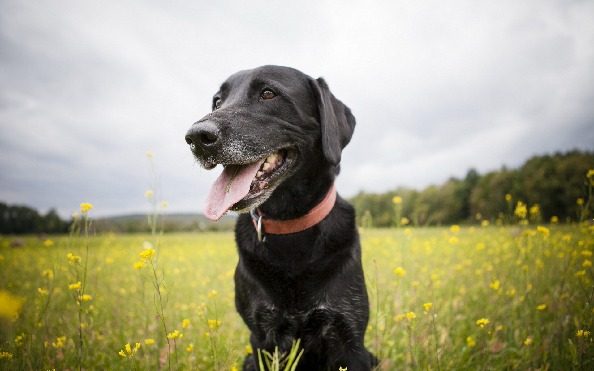 Descarga gratuita de fondo de pantalla para móvil de Perros, Perro, Animales.