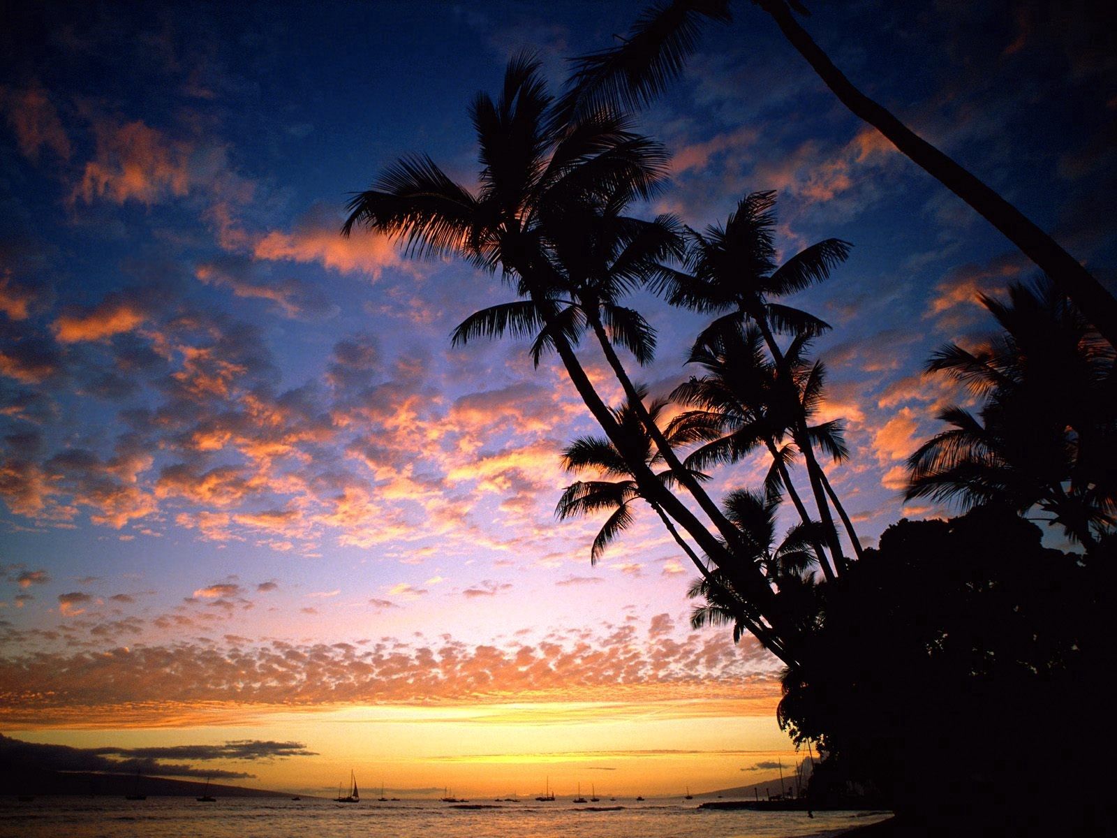 100307 скачать картинку гавайи, корабли, силуэты, природа, небо, море, пальмы, берег, очертания, вечер - обои и заставки бесплатно